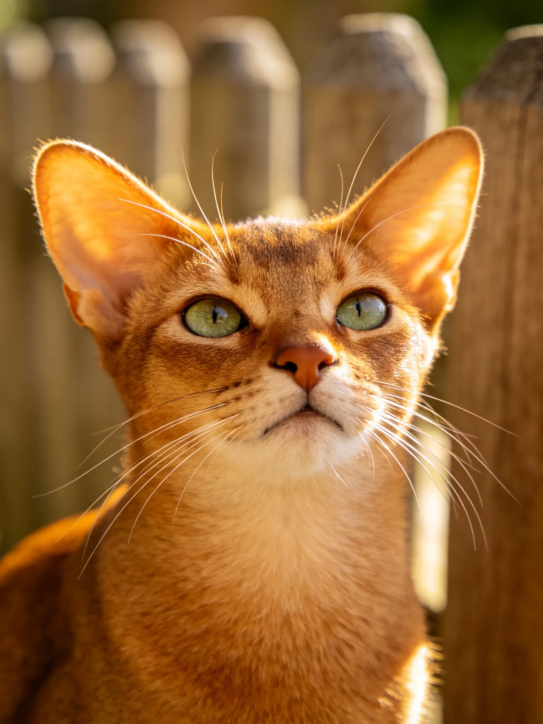 An Abyssinian cat with green eyes stands near a wooden fence under warm sunlight.