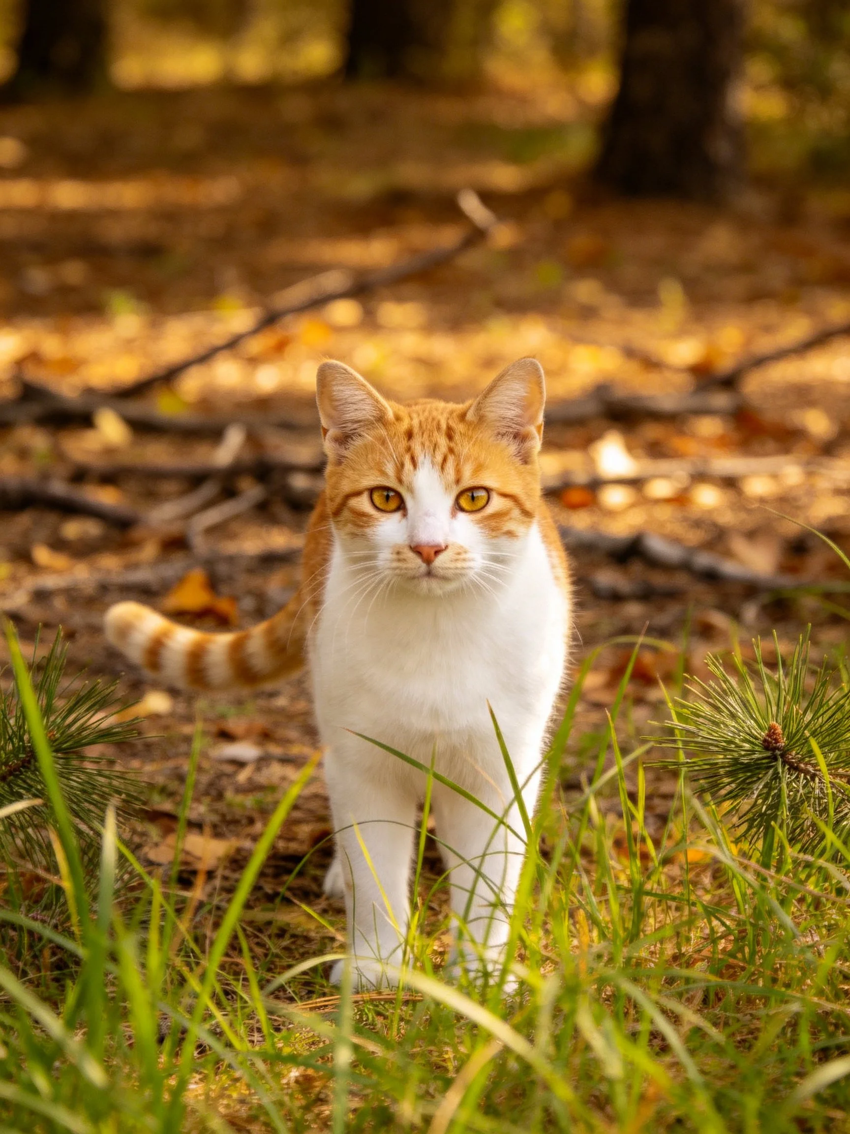 An orange and white cat amid autumn foliage and pine needles