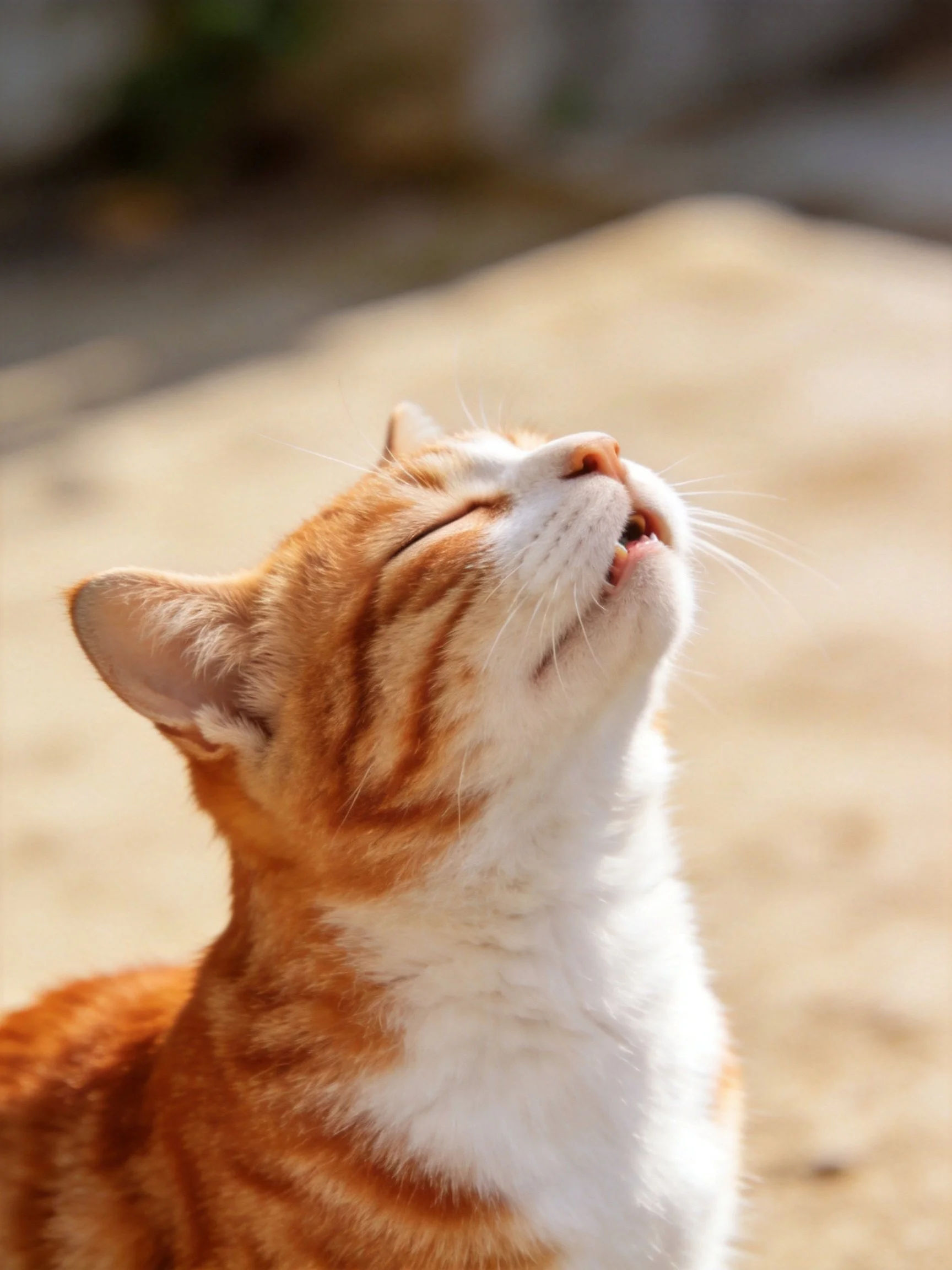 An orange and white cat gazes upward in bright sunlight