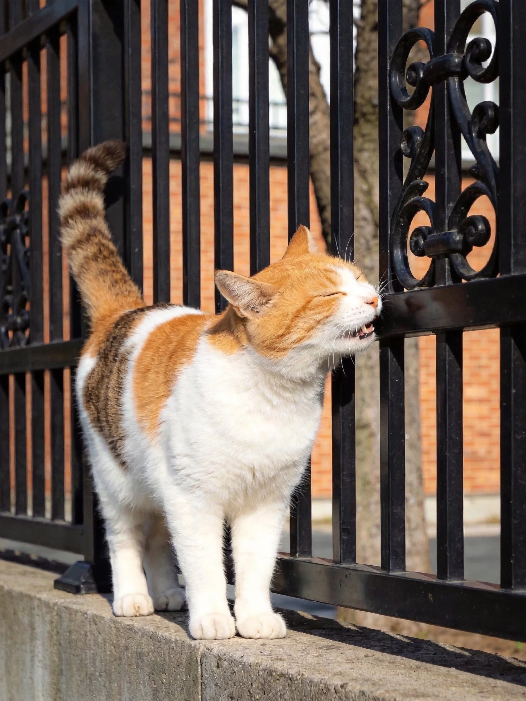 An orange and white cat sniffs a black metal fence in an outdoor environment.