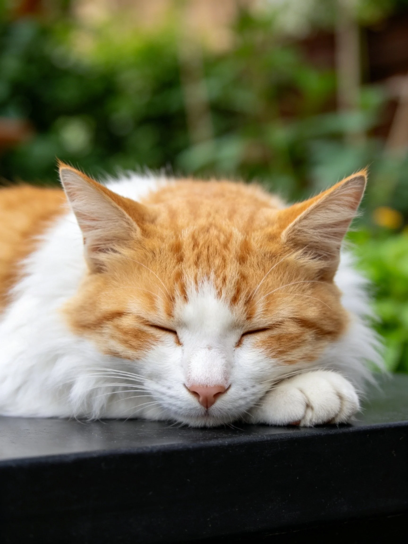 An orange and white cat peacefully sleeps near lush green foliage