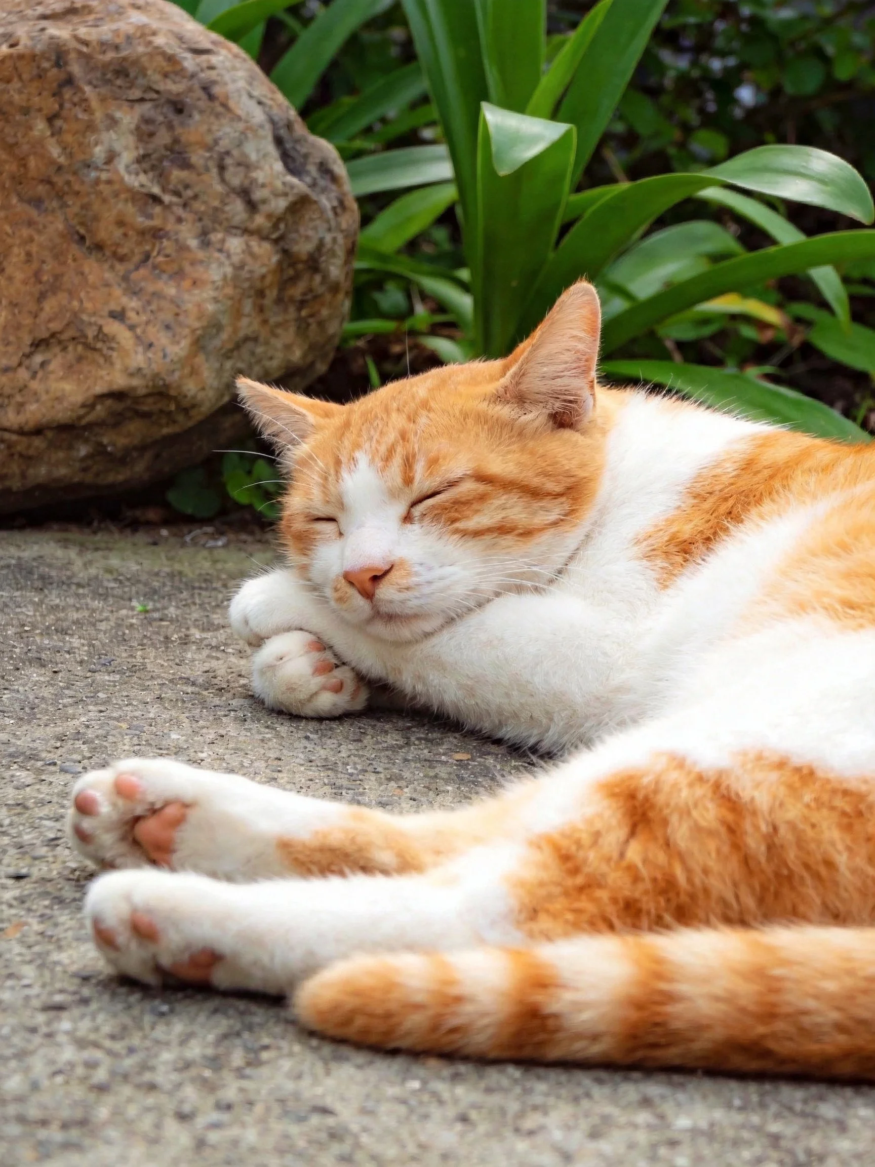 An orange and white cat sleeps peacefully near a rock and greenery