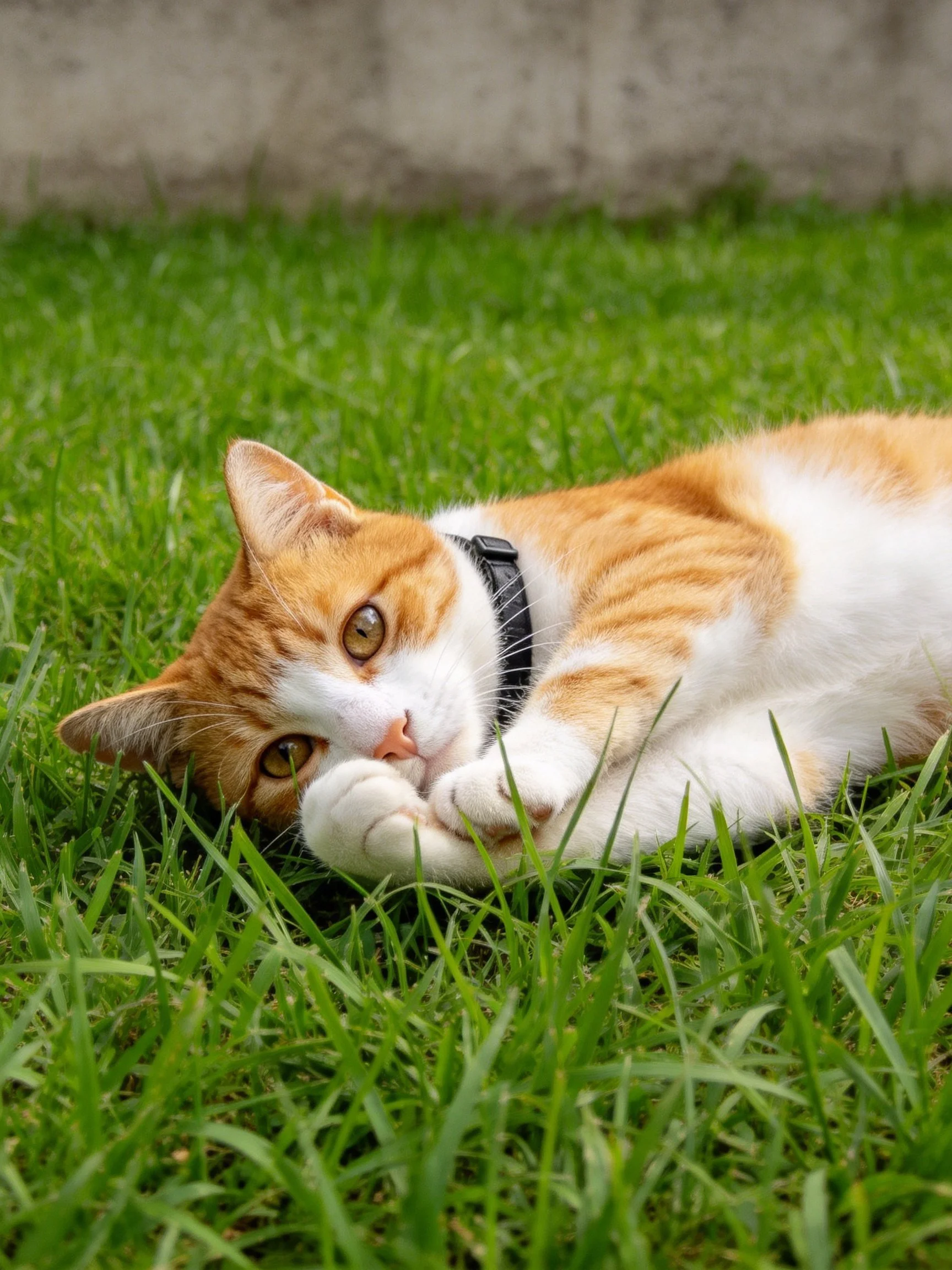 An orange and white cat relaxes on vibrant green grass.