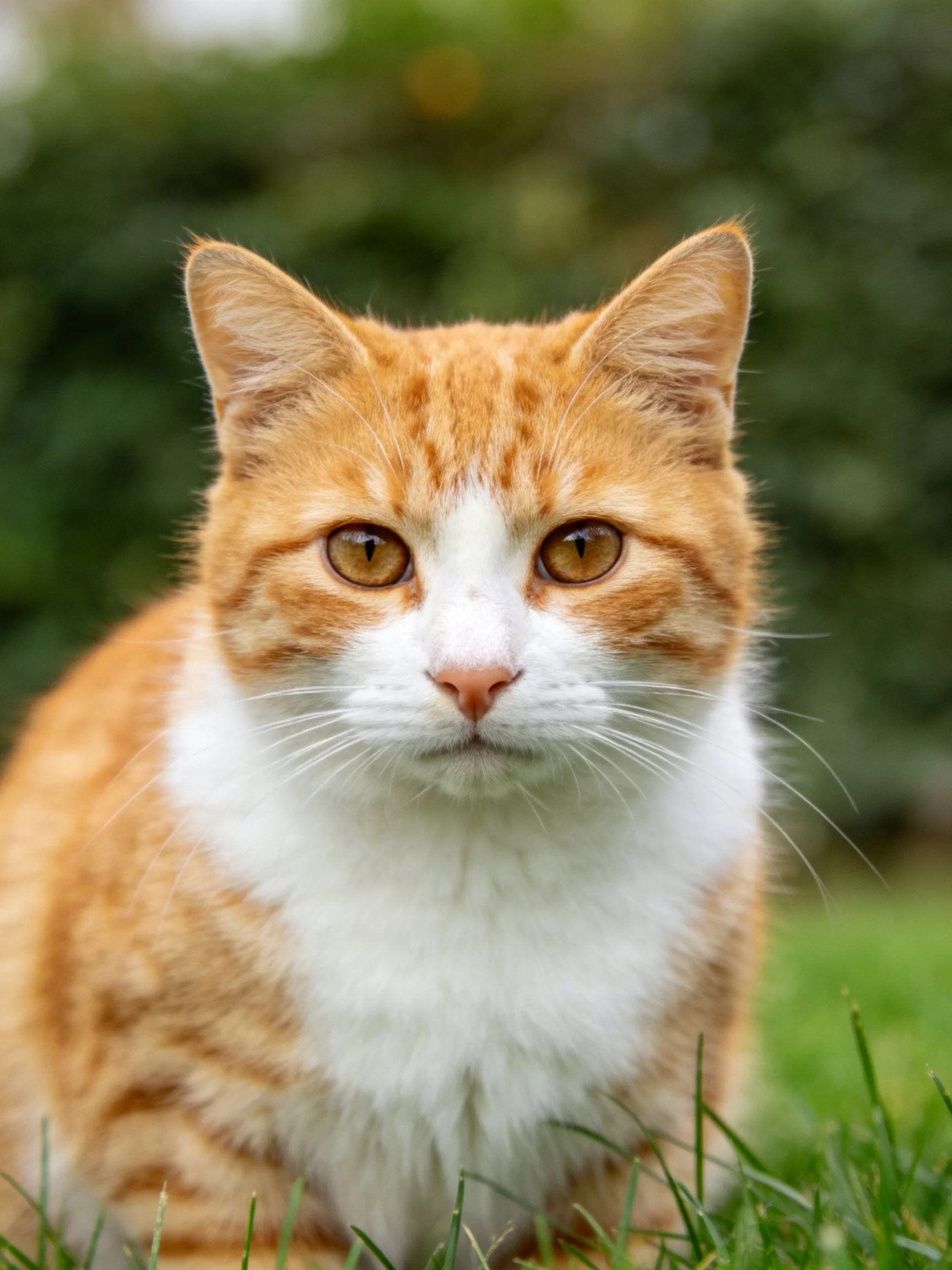 An orange and white cat sits calmly on green grass outdoors