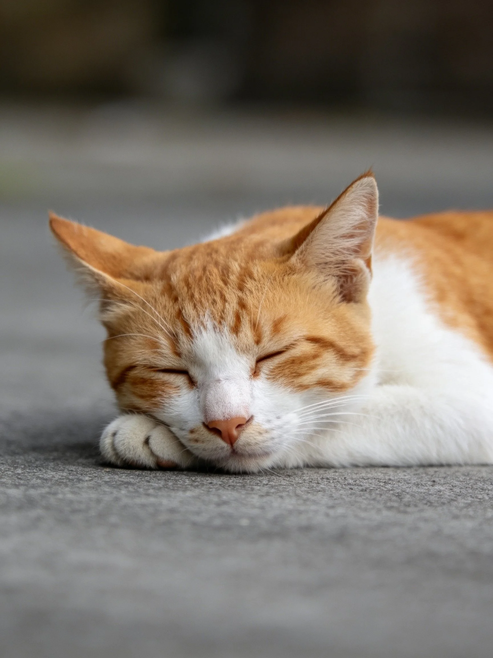 An orange and white cat sleeps soundly on a gray surface.