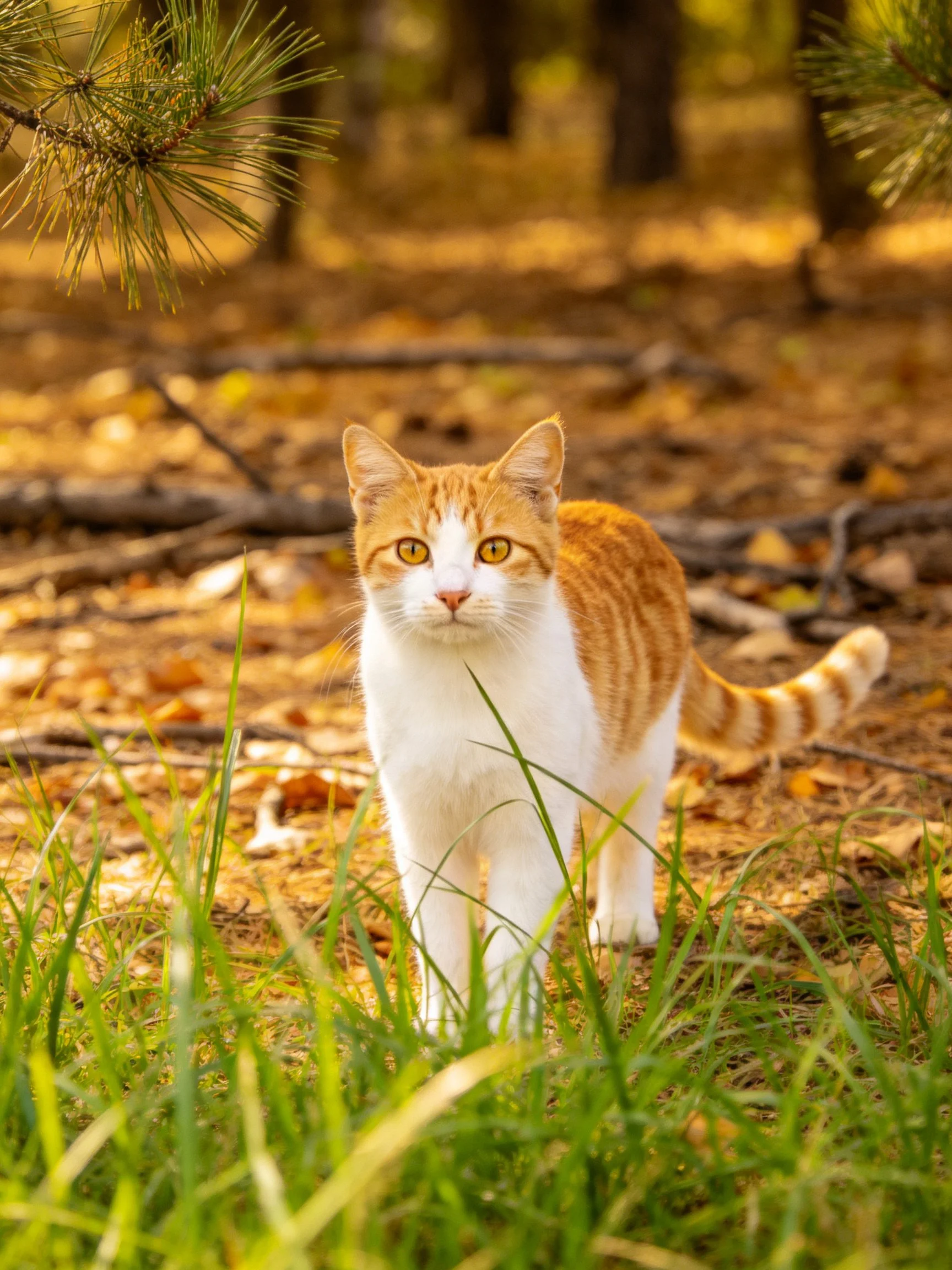 An orange and white cat is in a sunlit forest with pine needles and fallen leaves.
