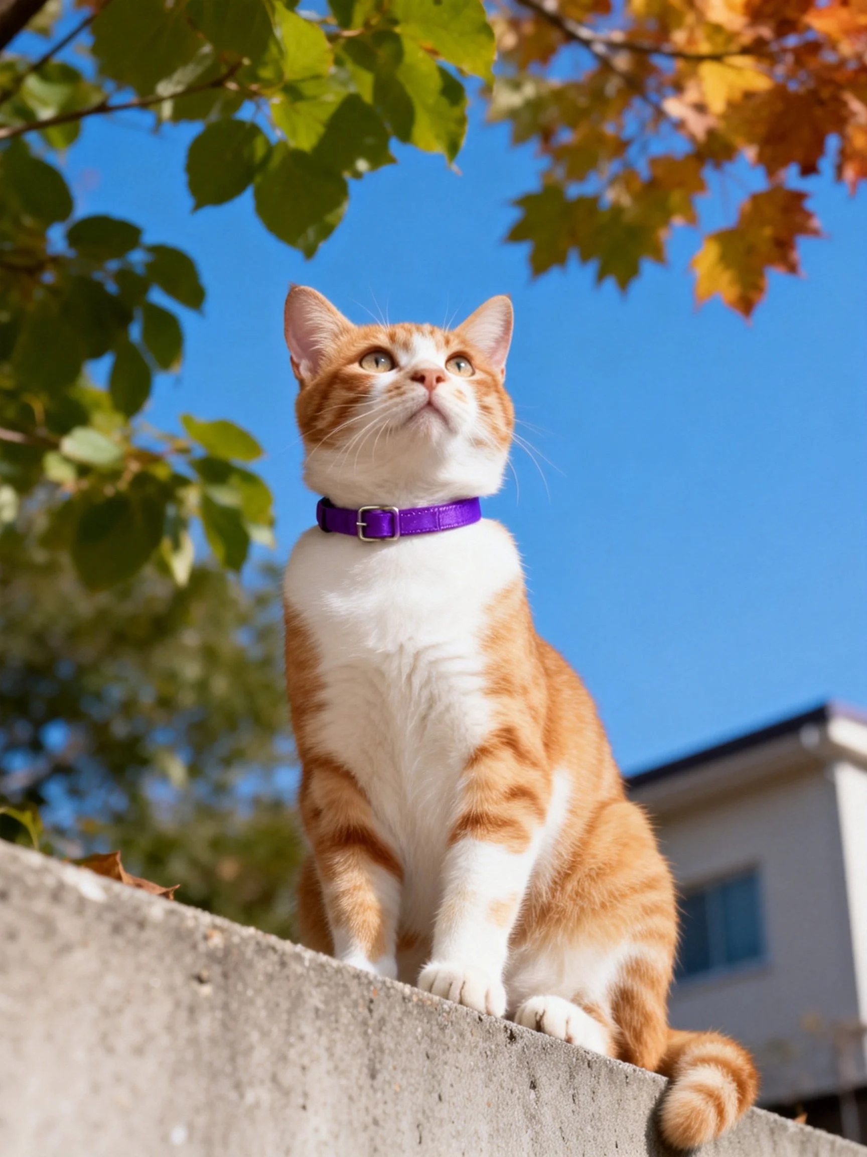 An orange and white cat with a purple collar sits atop a concrete ledge amid autumn foliage.