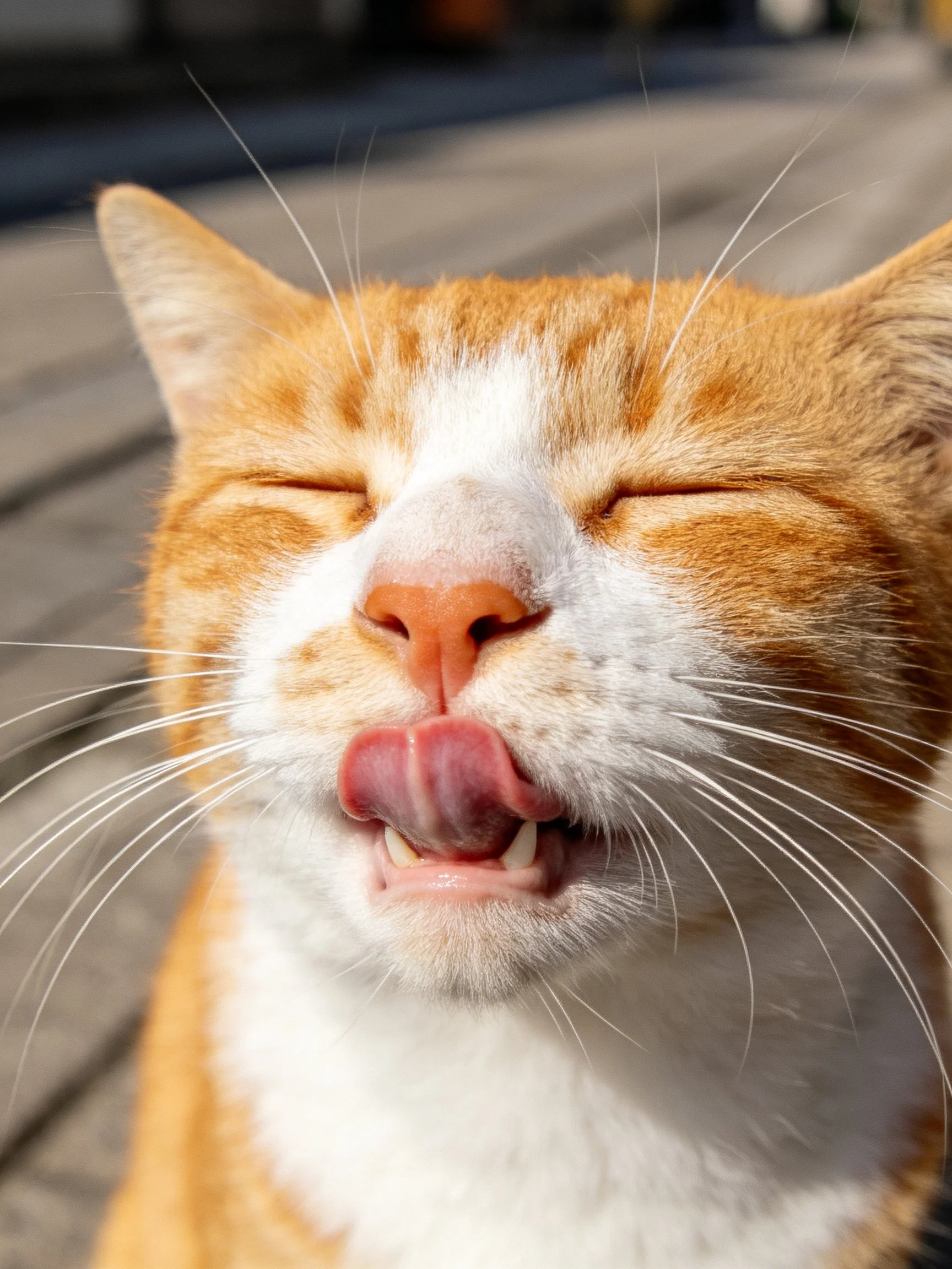 An orange and white cat with closed eyes licking its nose