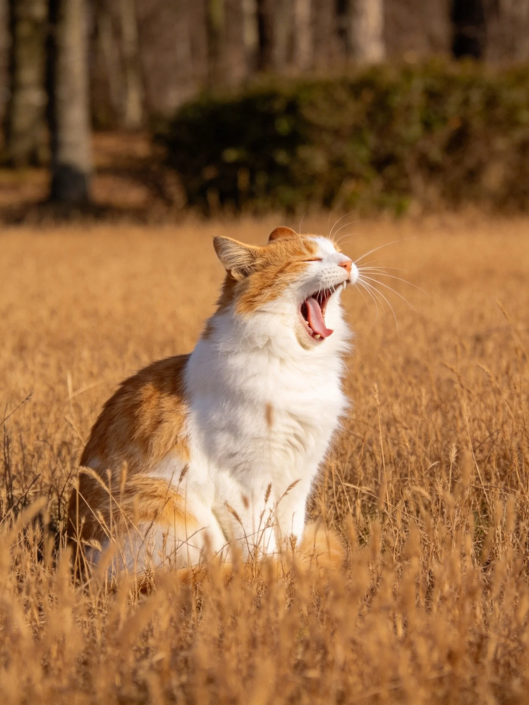An orange and white cat yawning in a golden field