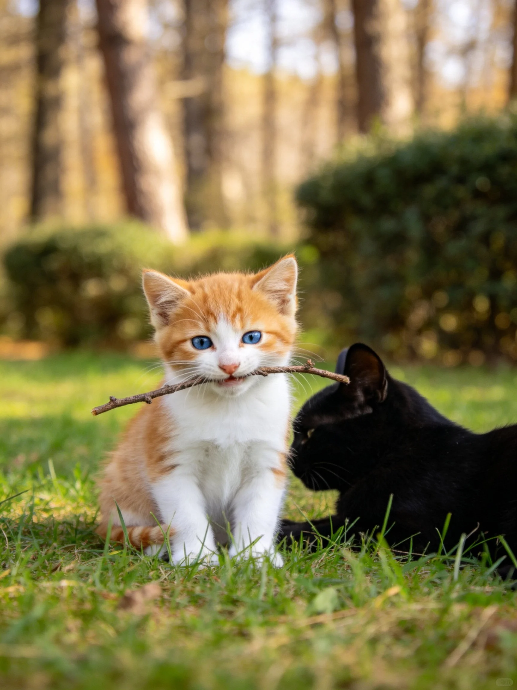 An orange-and-white kitten holds a twig beside a black cat in a grassy outdoor area.