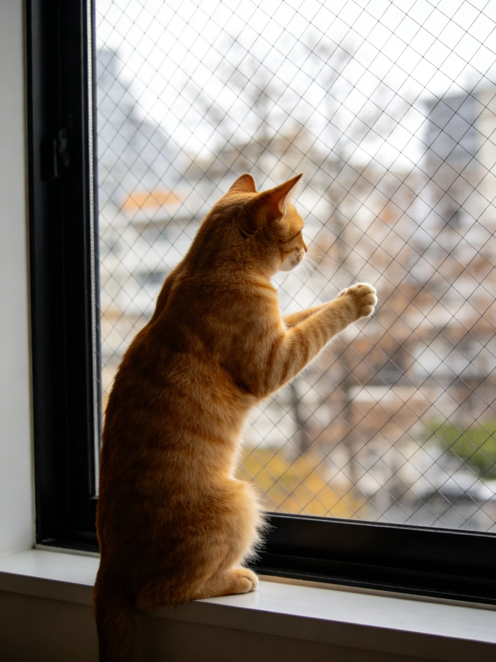 An orange tabby cat gazes out a mesh-covered window