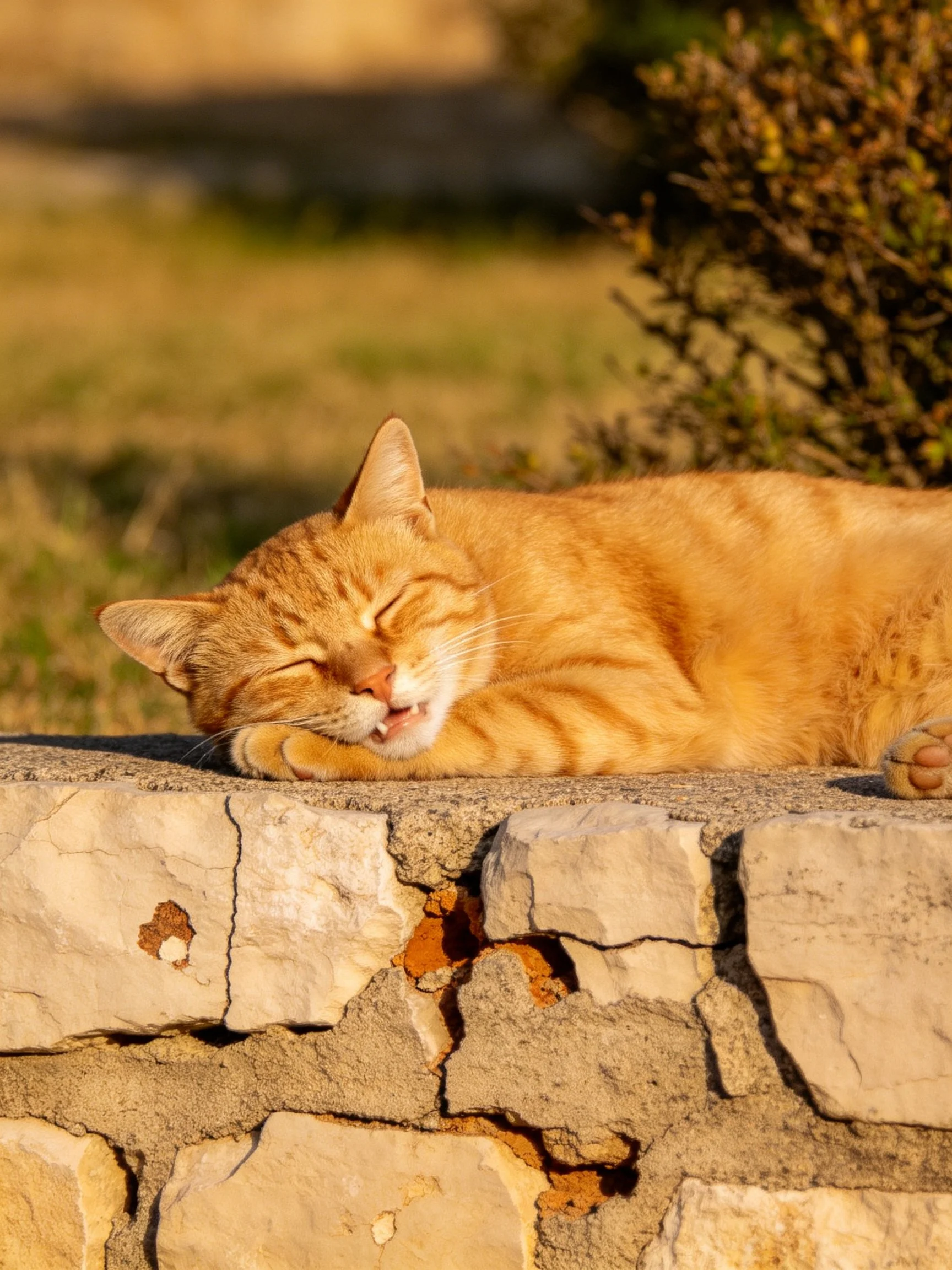 An orange tabby cat naps on a weathered stone wall outdoors