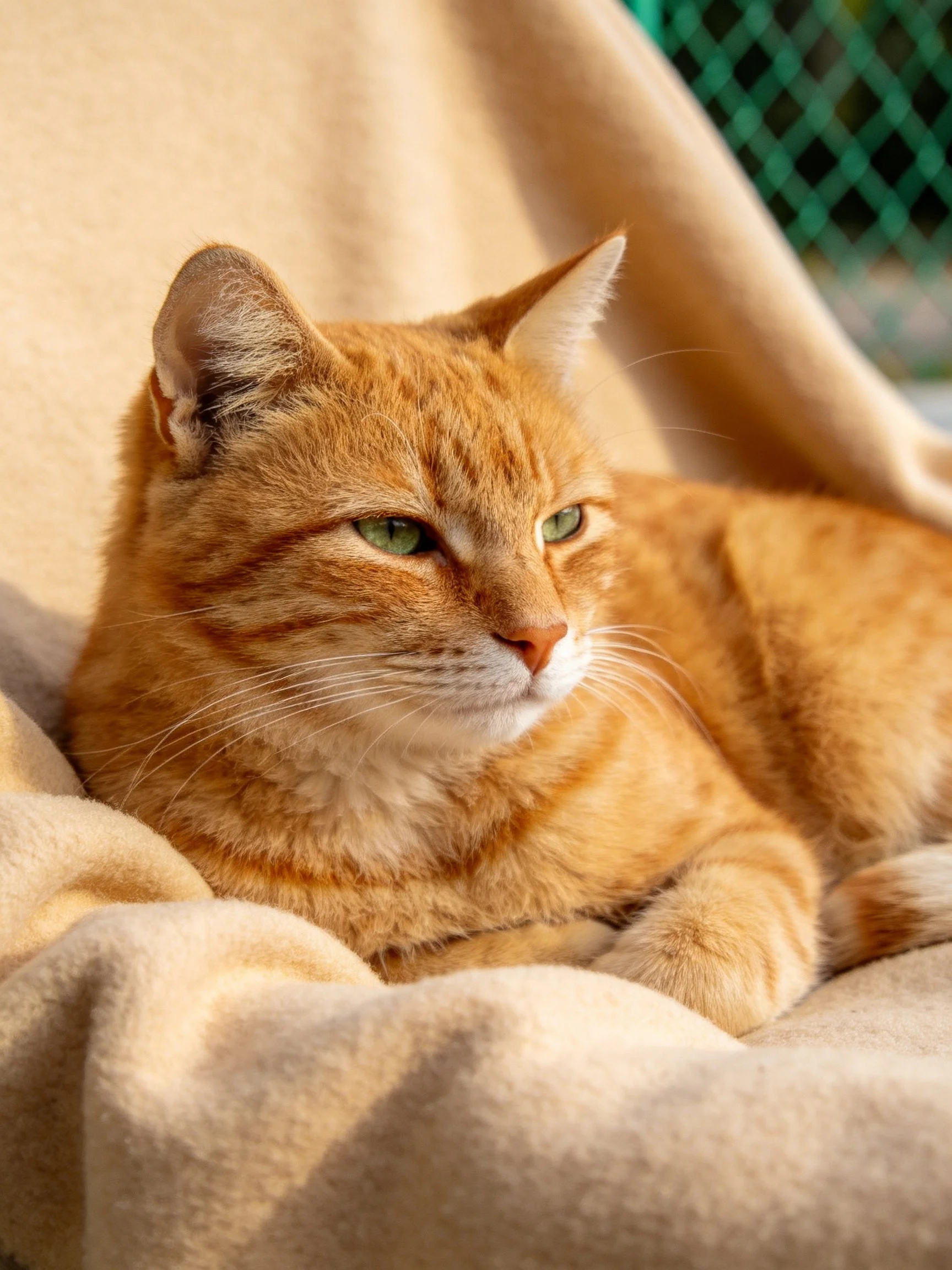 An orange tabby cat relaxes on a beige blanket with green mesh in the background