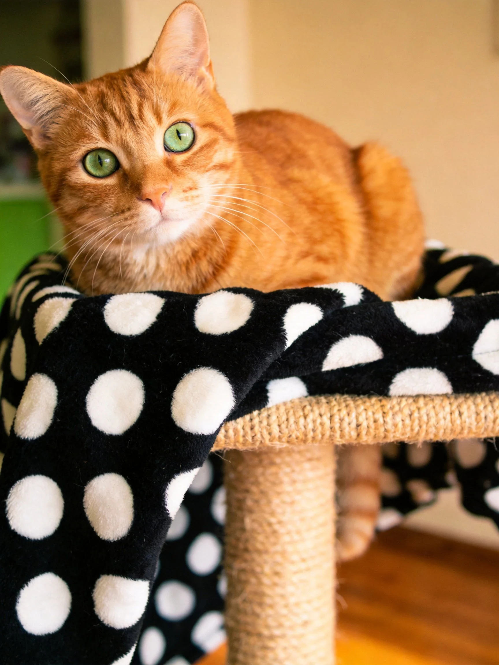 An orange tabby cat rests on a black-and-white polka dot cat tower.