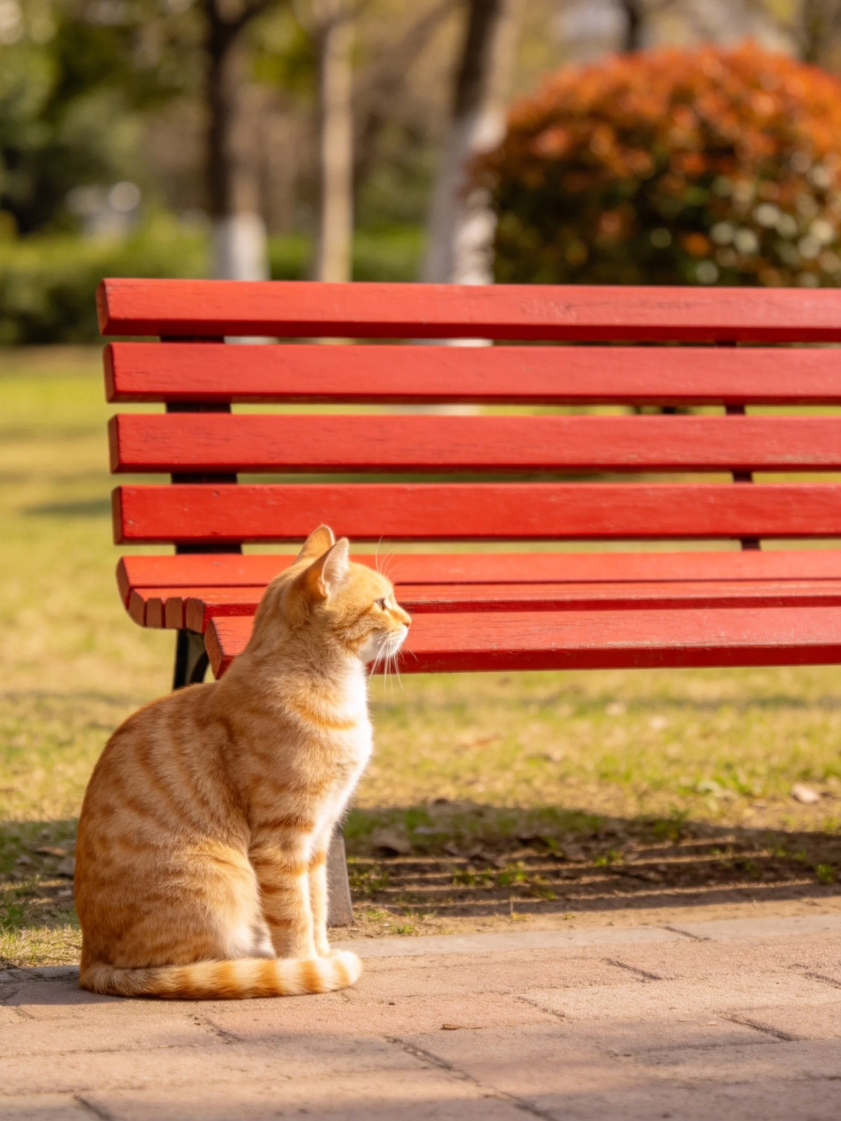 An orange tabby cat sits near a bright red wooden bench in a sunny park