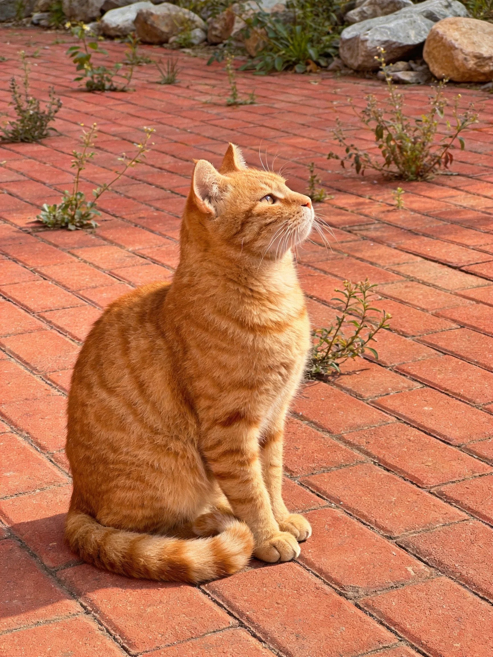 An orange tabby cat sits on a red brick patio