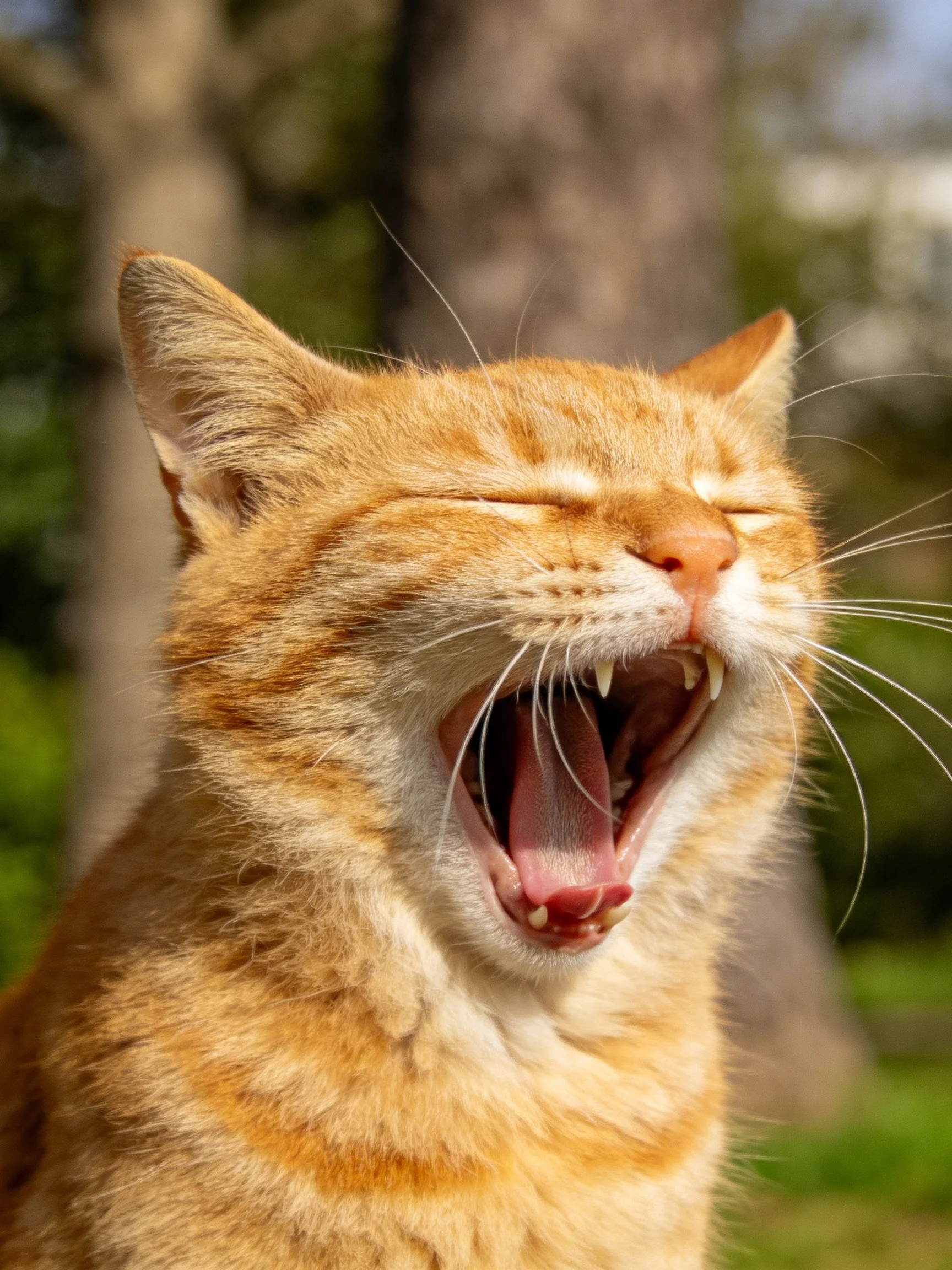 An orange tabby cat yawns widely with closed eyes in nature.