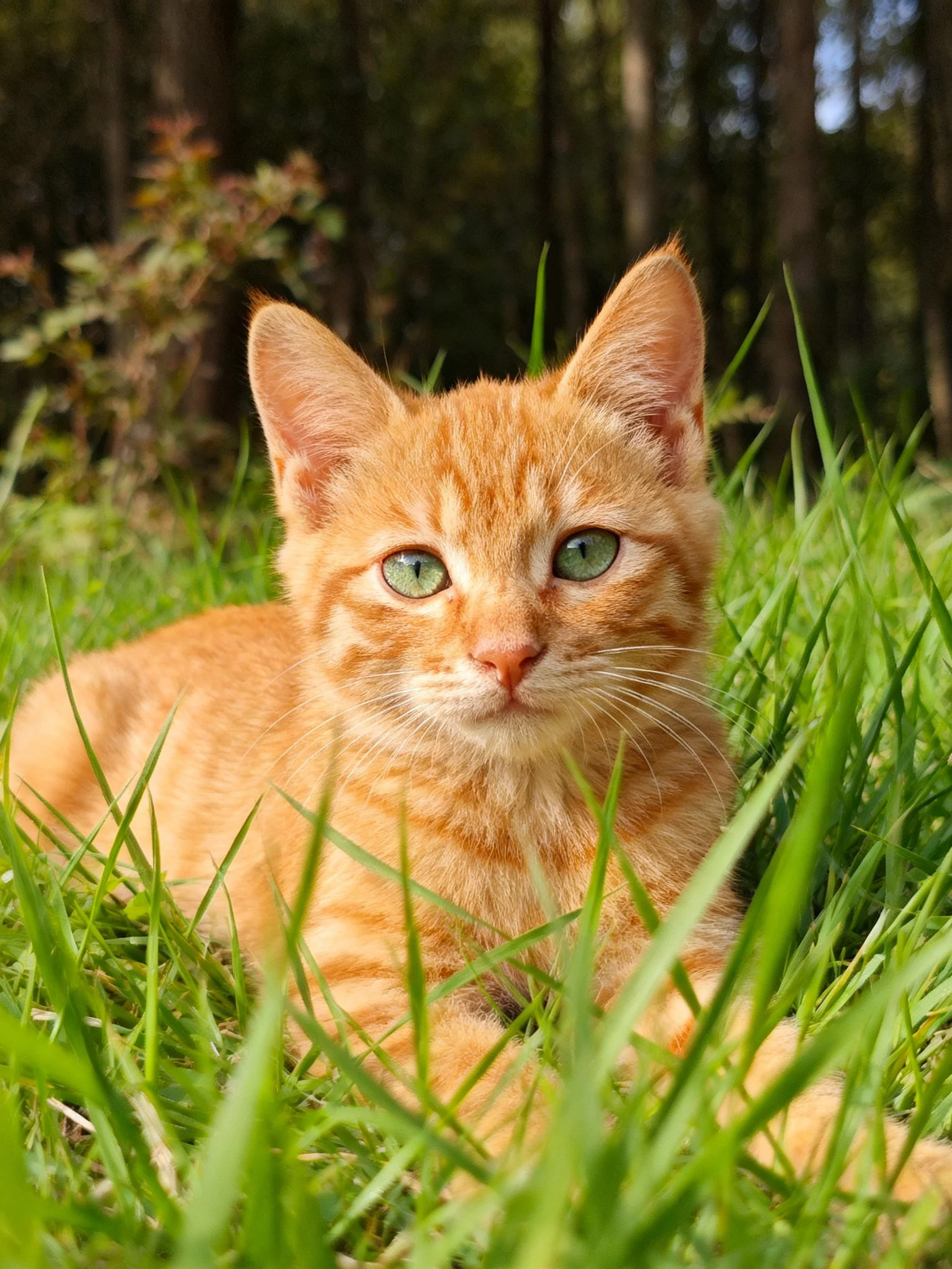 An orange tabby kitten relaxes in tall grass beside trees