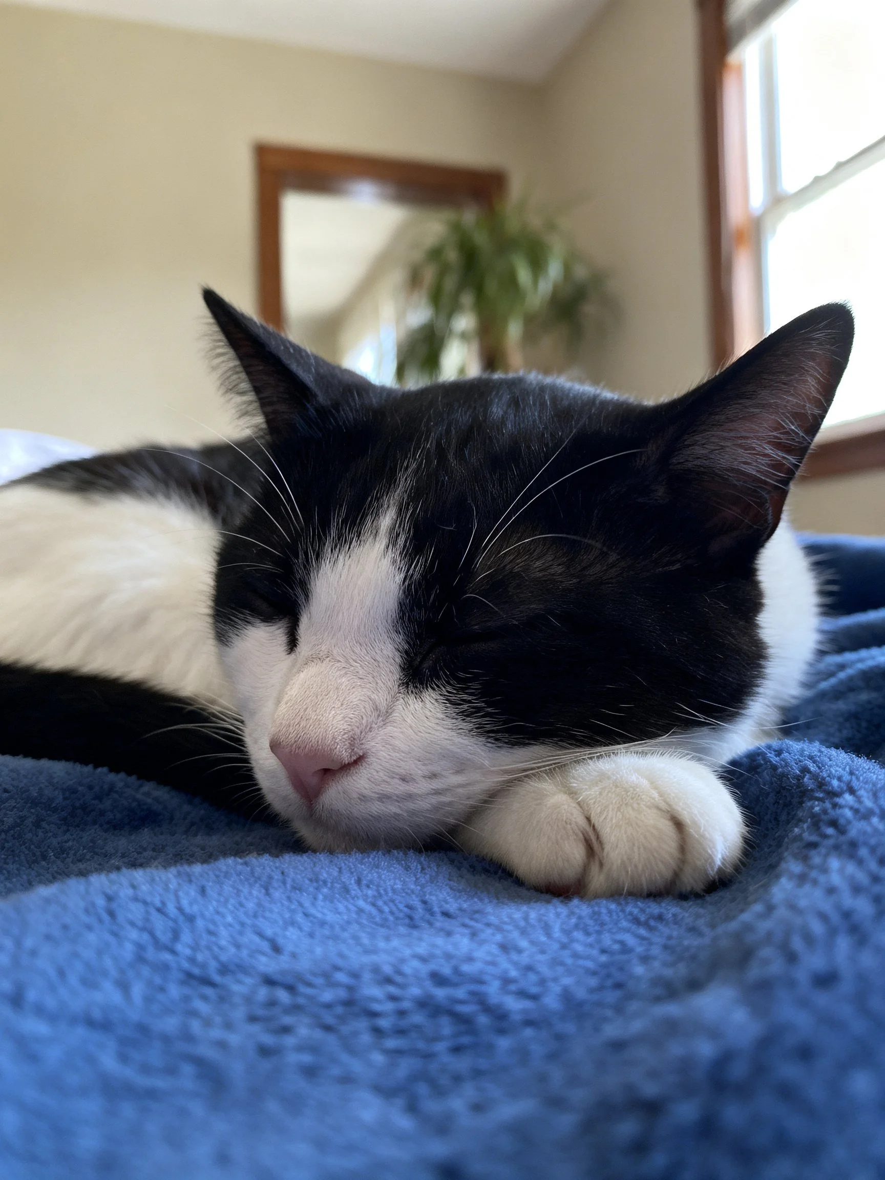 Black and white cat napping on blue towel by window
