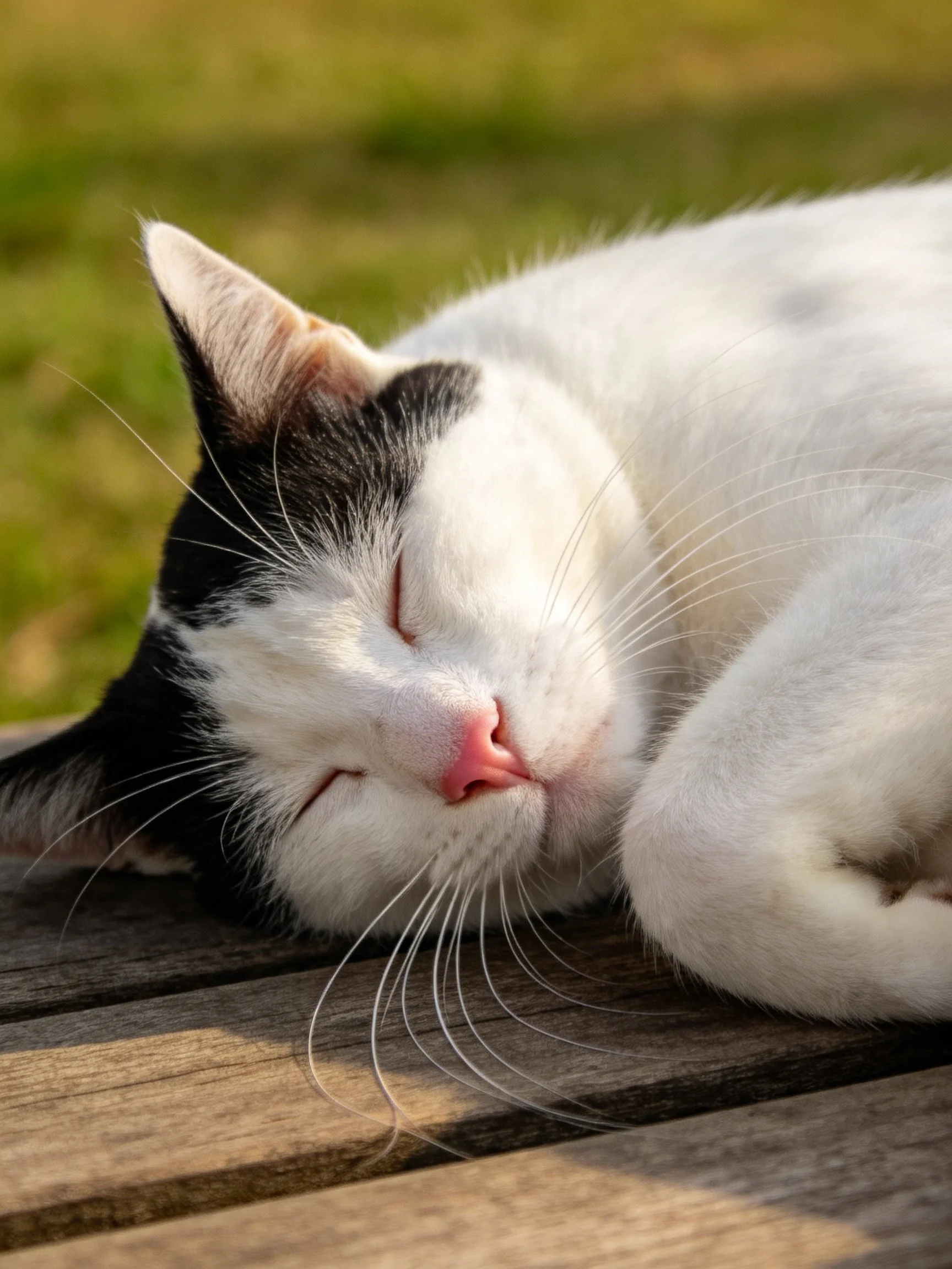 Black and white cat napping on wooden planks outside