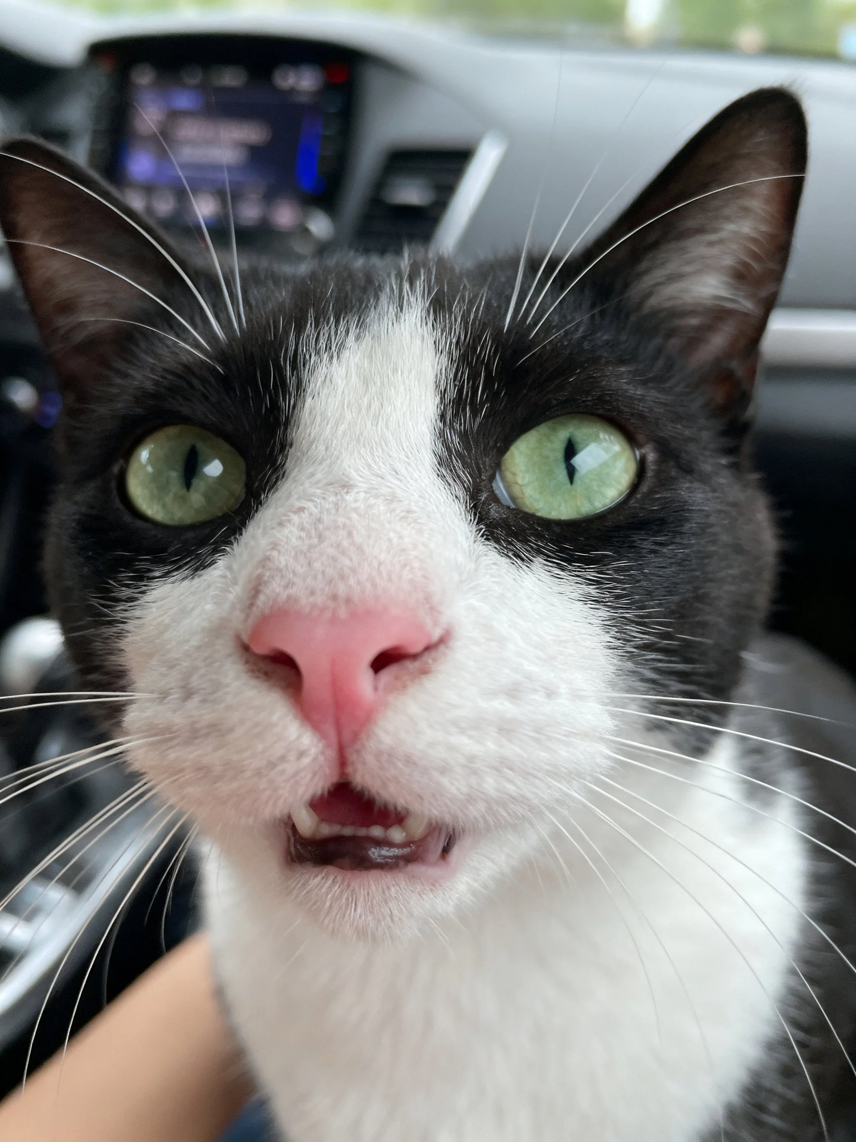 A black and white cat with green eyes is inside a car.