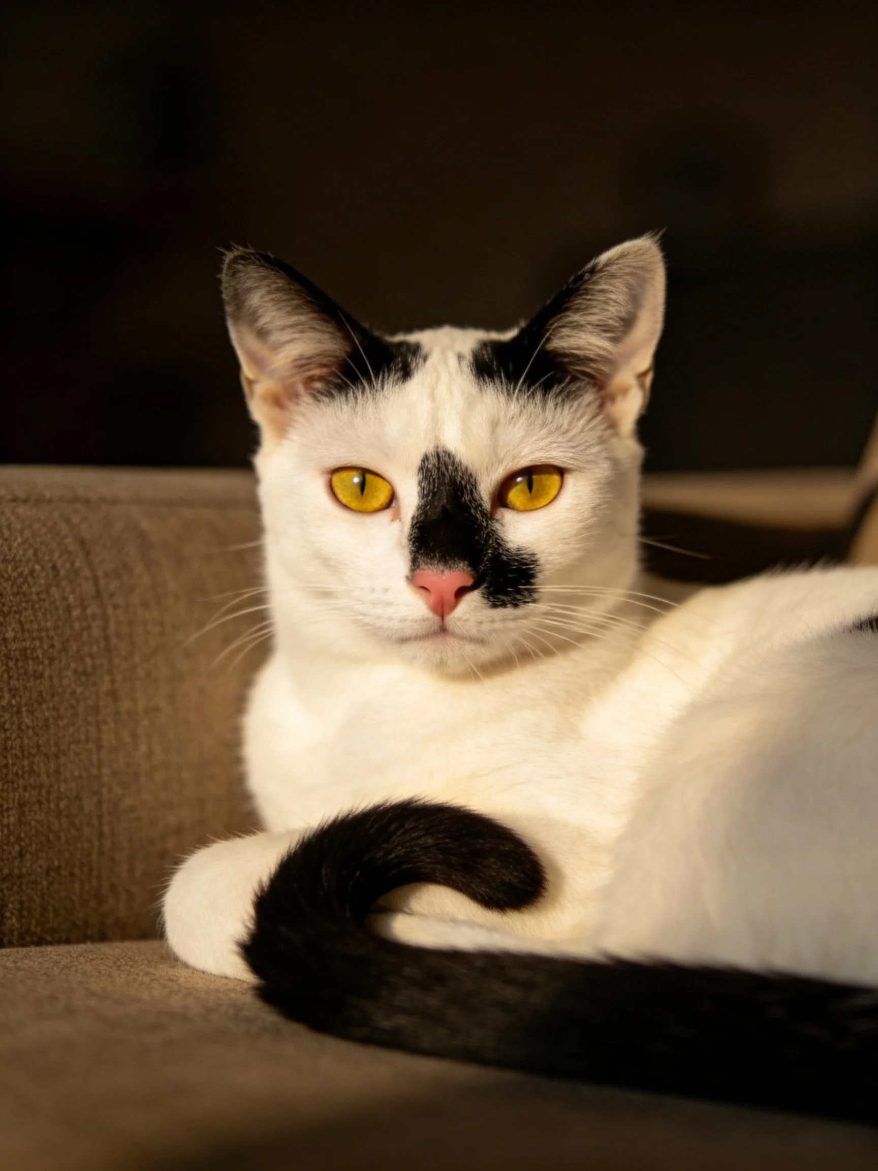 A black and white cat with yellow eyes relaxes on a brown couch.