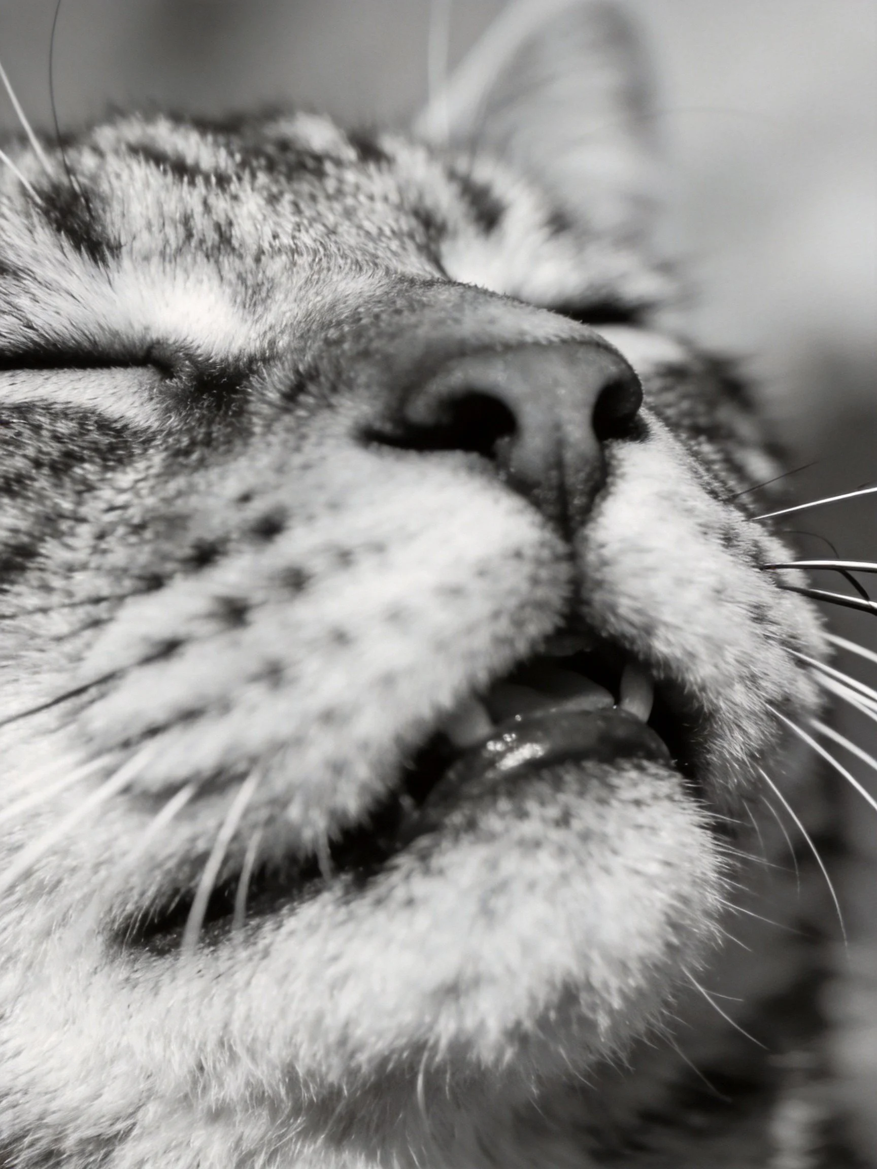 A black and white close-up depicts a tabby cat with closed eyes in a relaxed posture.