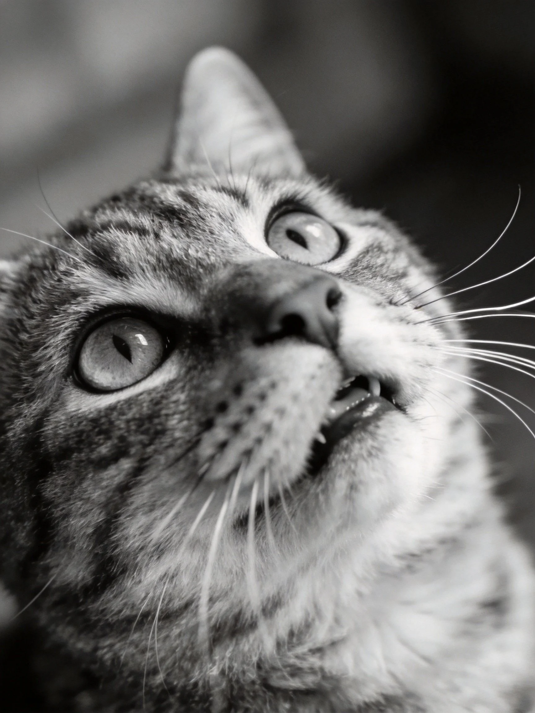 Black and white close-up portrait of a tabby cat with prominent whiskers