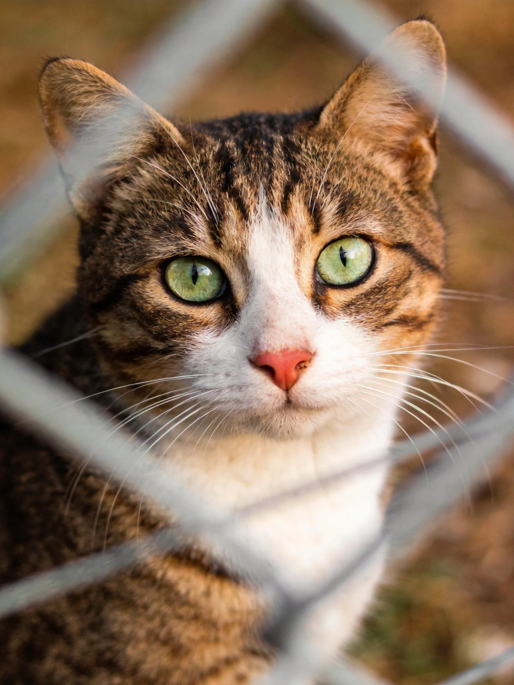 A brown and white tabby cat with green eyes looks through chain-link fencing.
