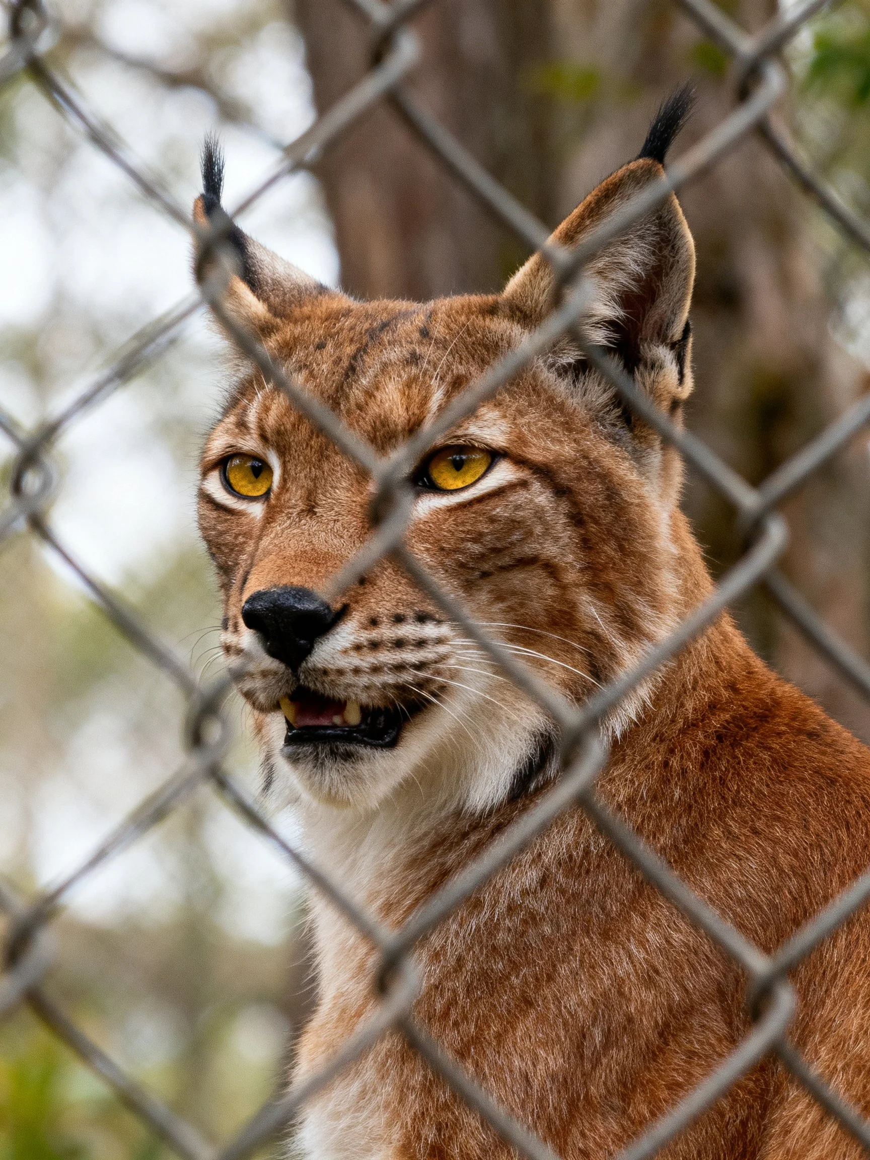 Brown lynx with black ear tufts behind a silver chain-link fence