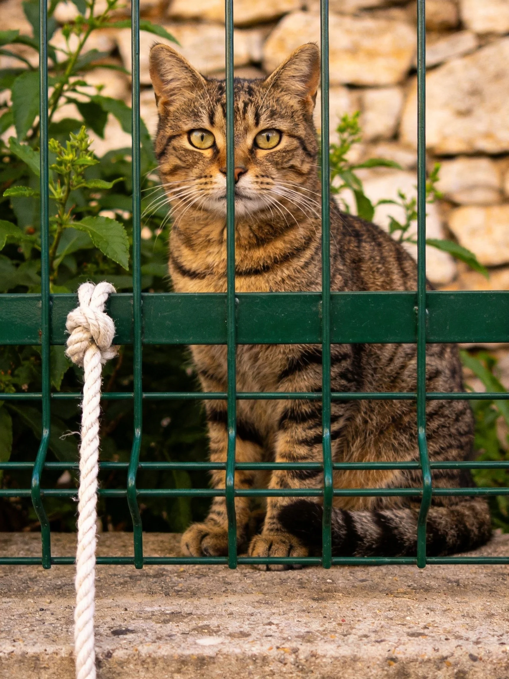 Brown tabby cat behind green metal fencing near stone wall