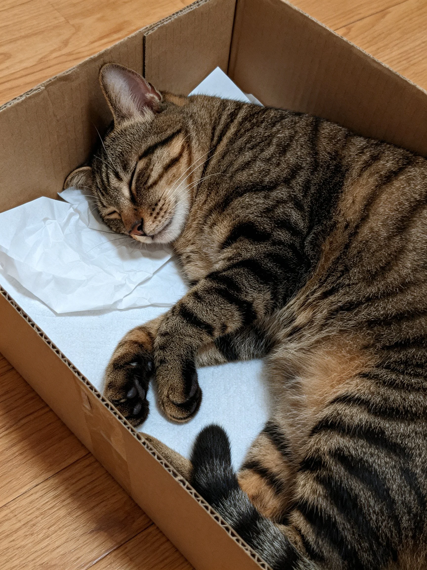 A brown tabby cat rests inside a cardboard box with white tissue.