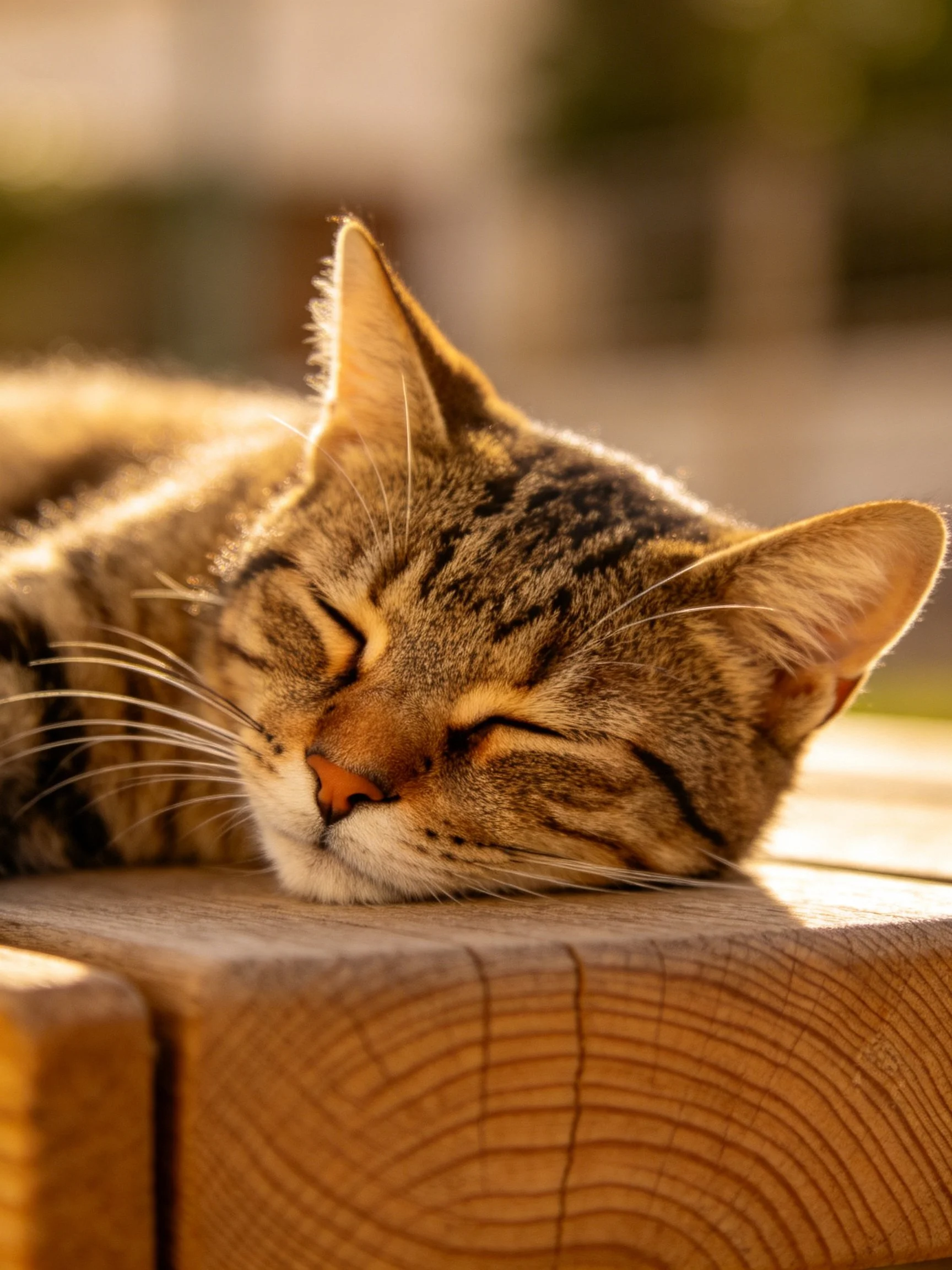Brown tabby cat sleeps peacefully on a wooden structure in golden light
