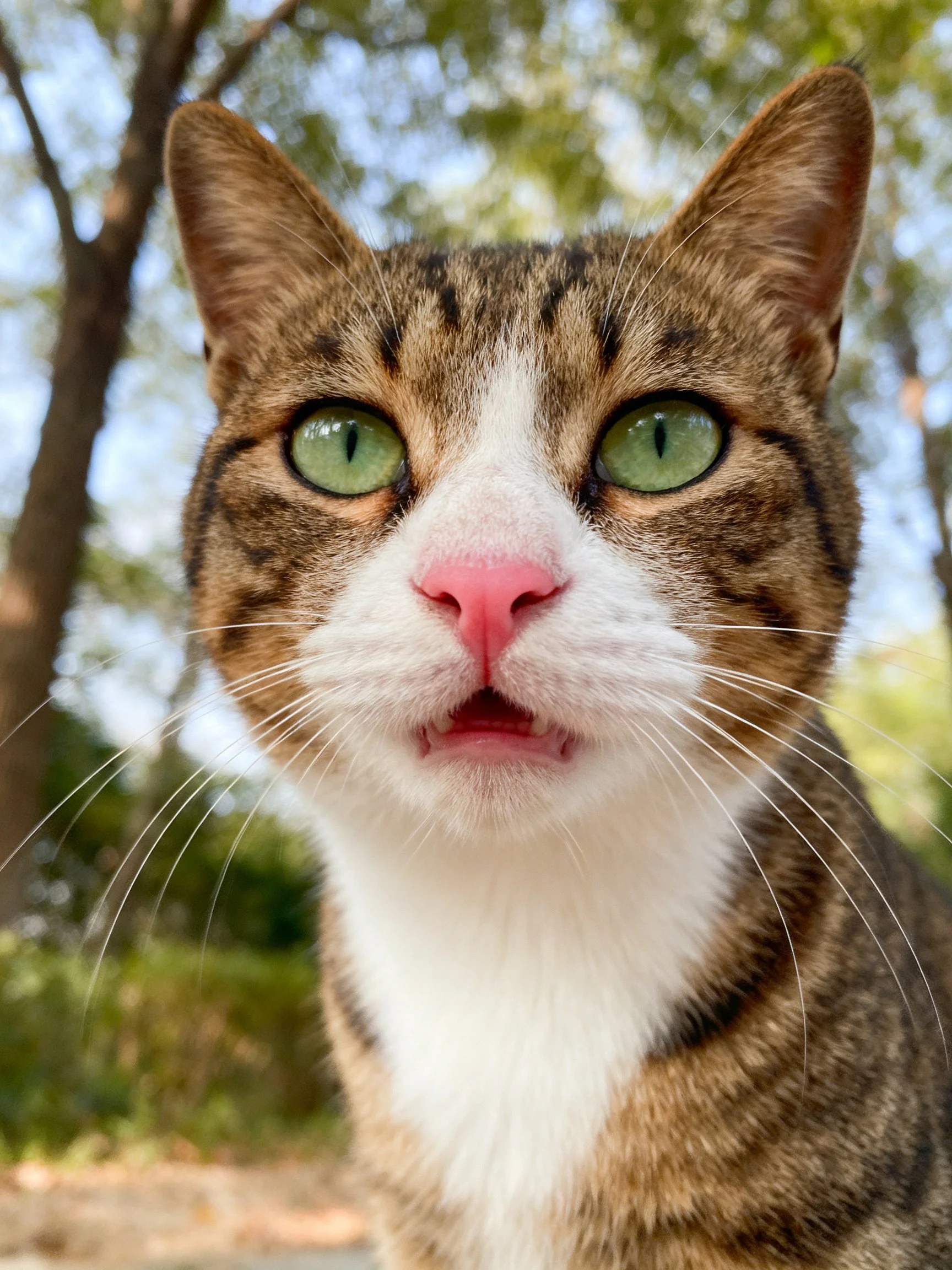 A brown tabby cat with green eyes is photographed outdoors near trees.