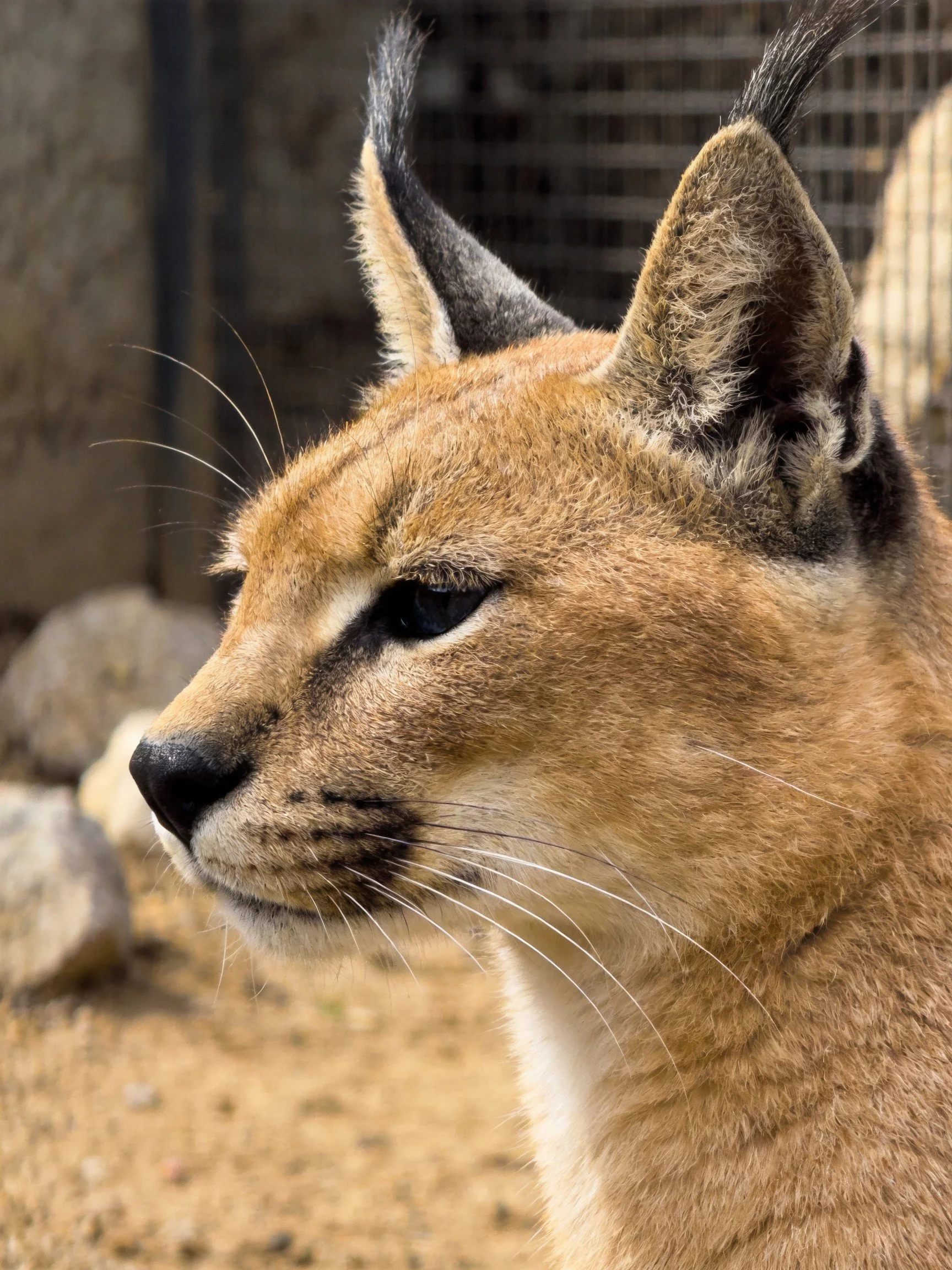 Caracal with black-tufted ears and golden fur in enclosure