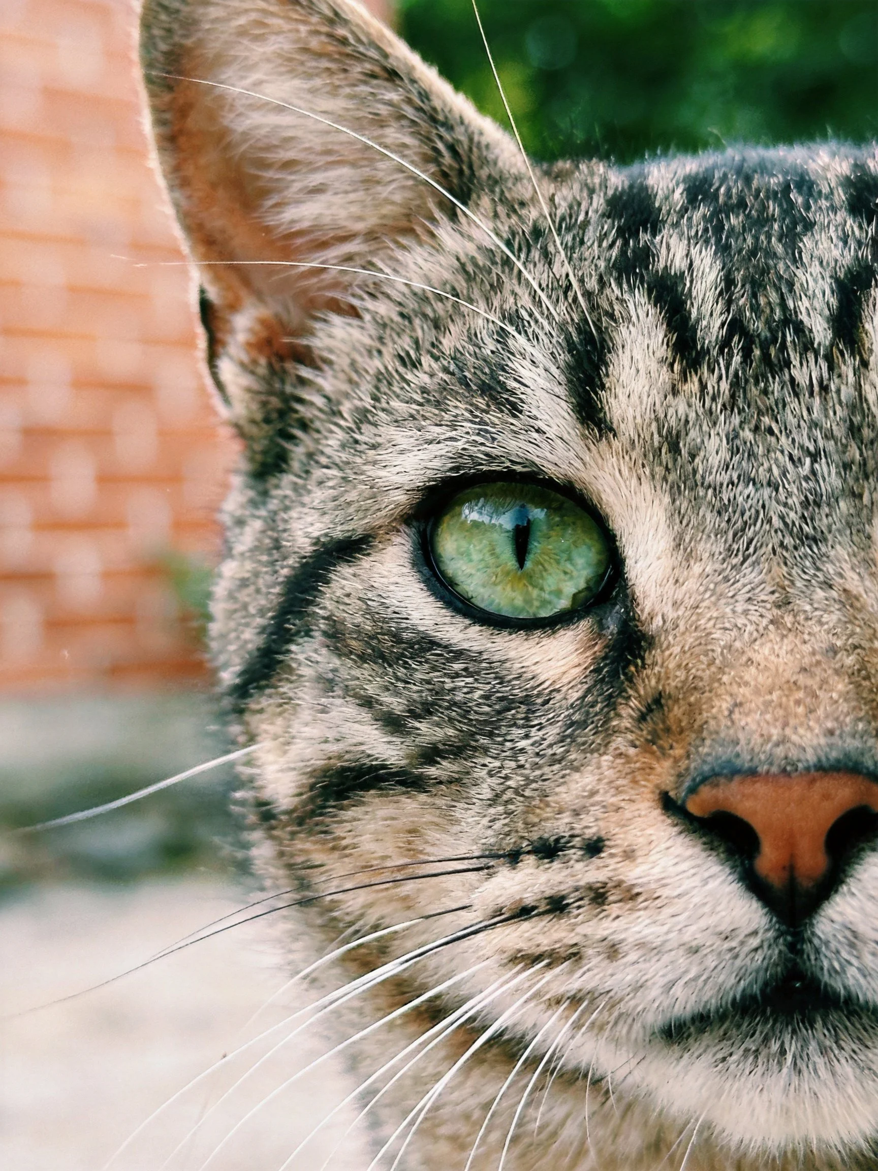 A tabby cat with a green eye is depicted in a close-up, highlighting its fur patterns.