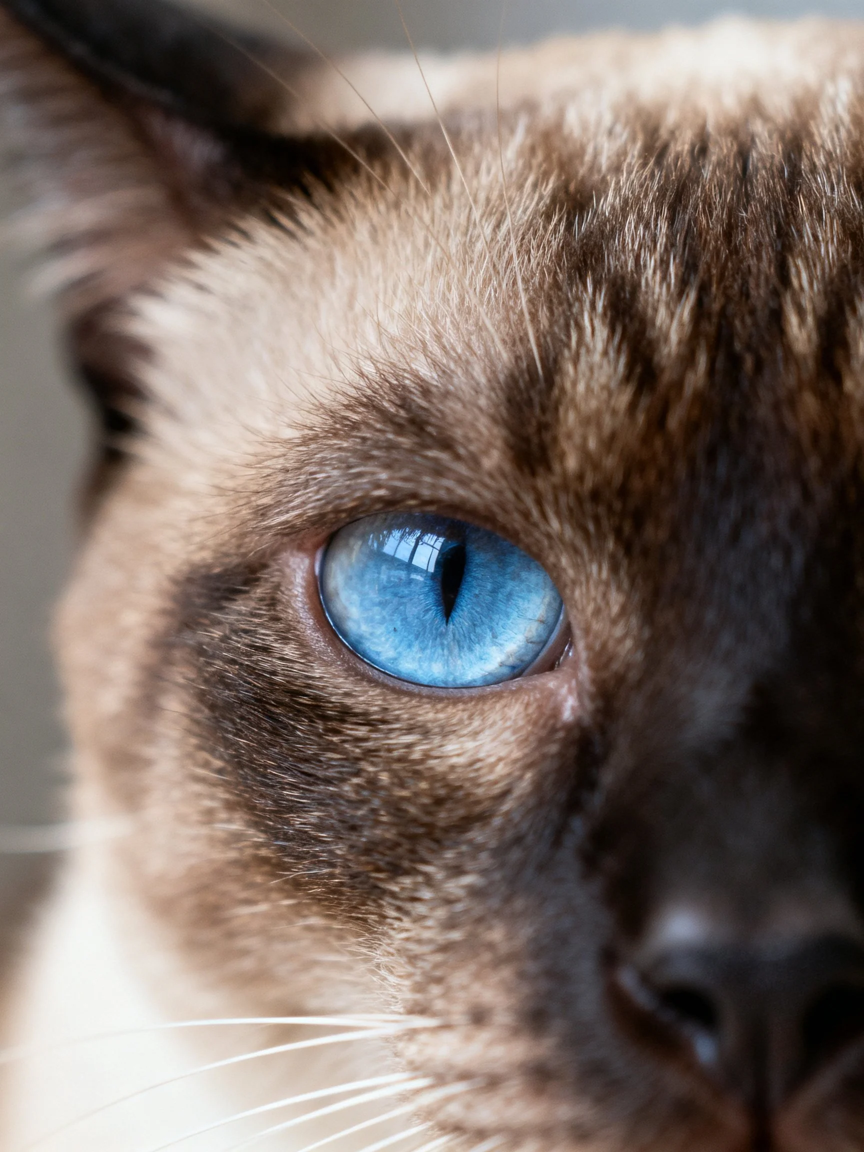 Close-up of a Siamese cat with bright blue eye and brown facial markings