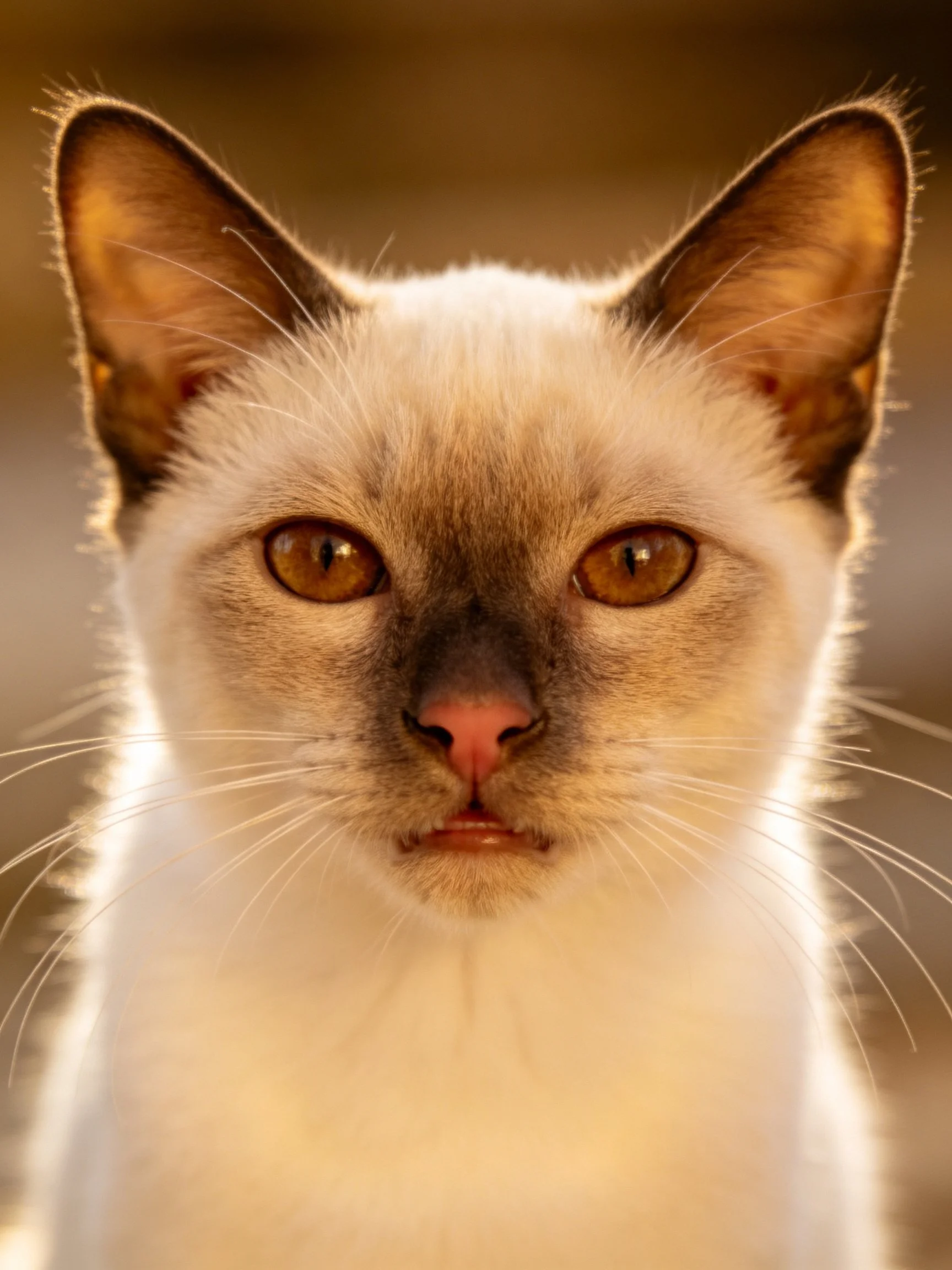 Close - up of a Siamese cat with cream fur and brown facial markings