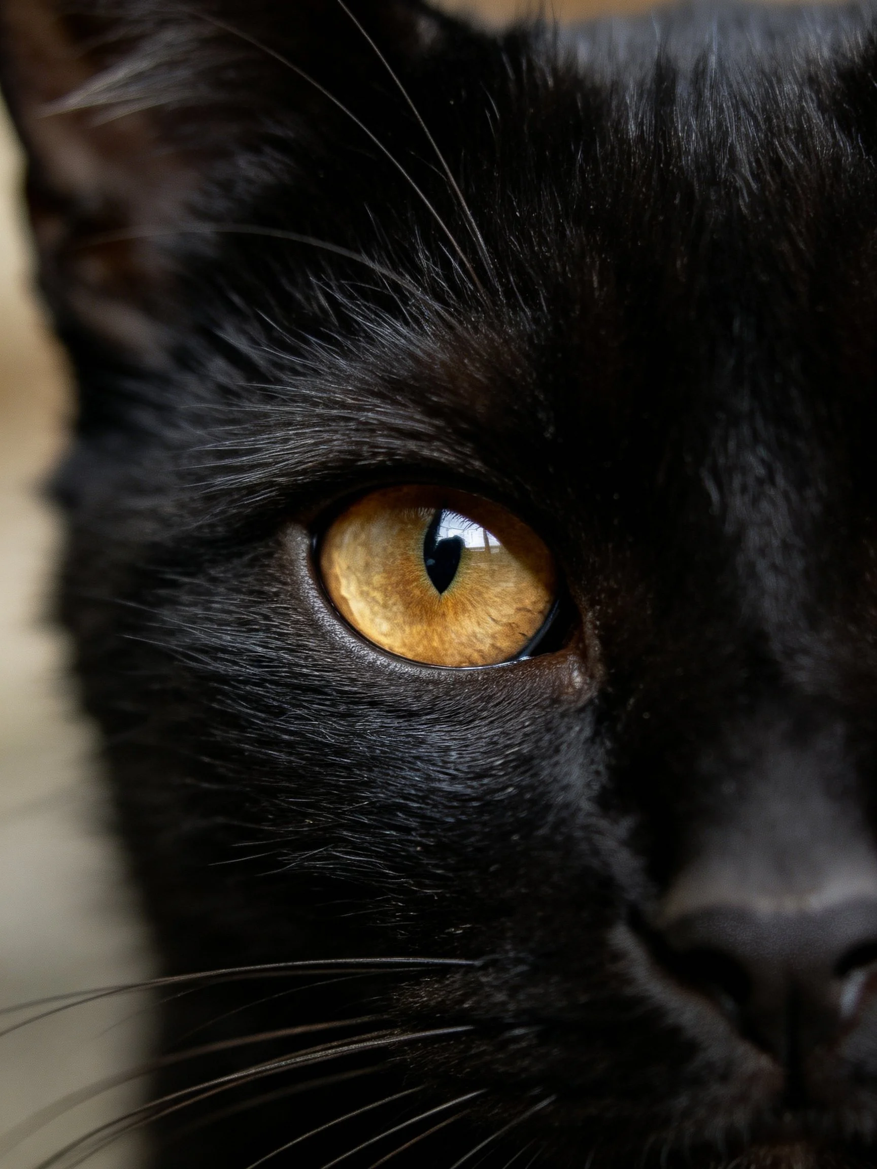 Close - up of a black cat’s amber - hued eye