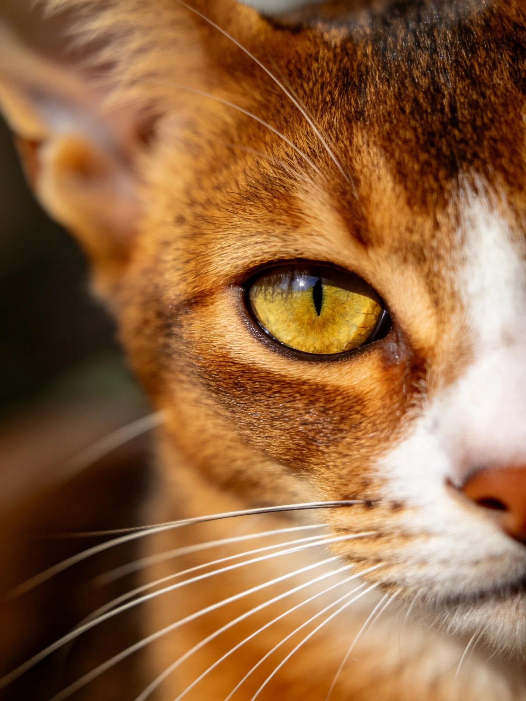 A close-up view of a brown-orange and white cat showcasing its vivid yellow eye.