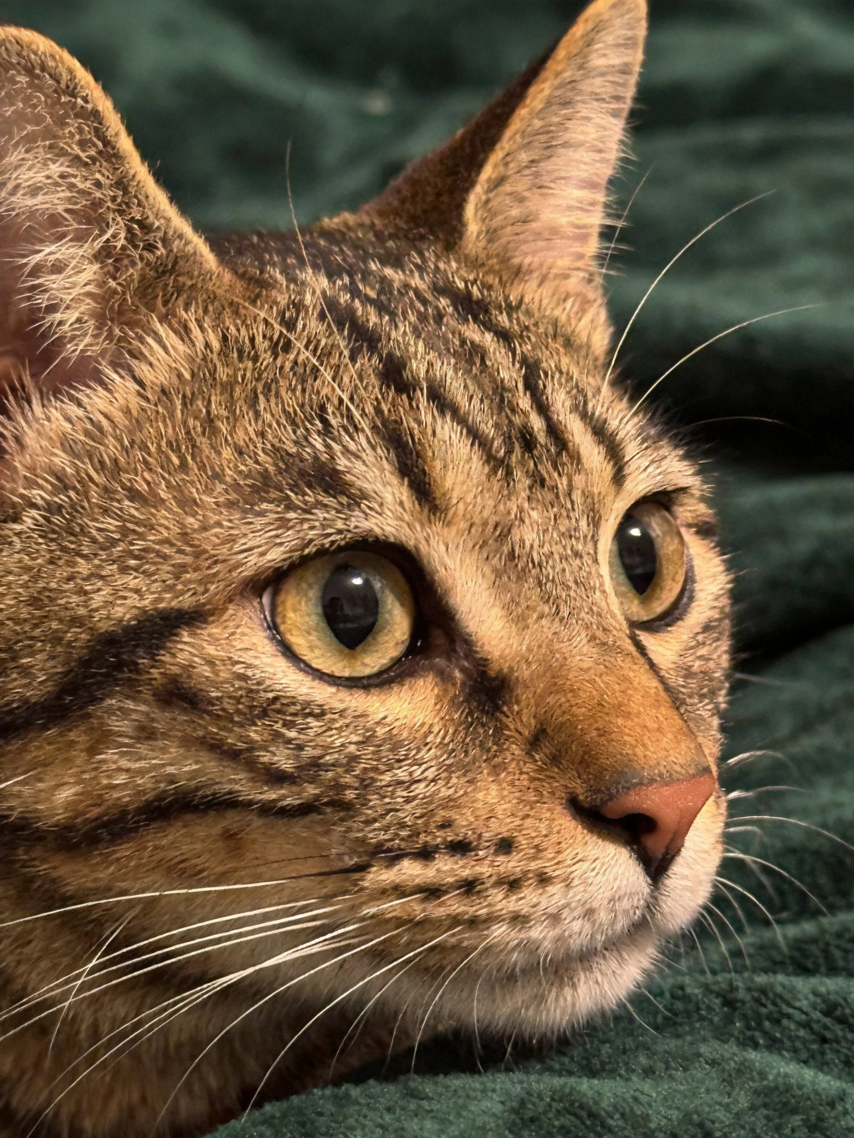A brown tabby cat with amber eyes rests on a green fabric surface.