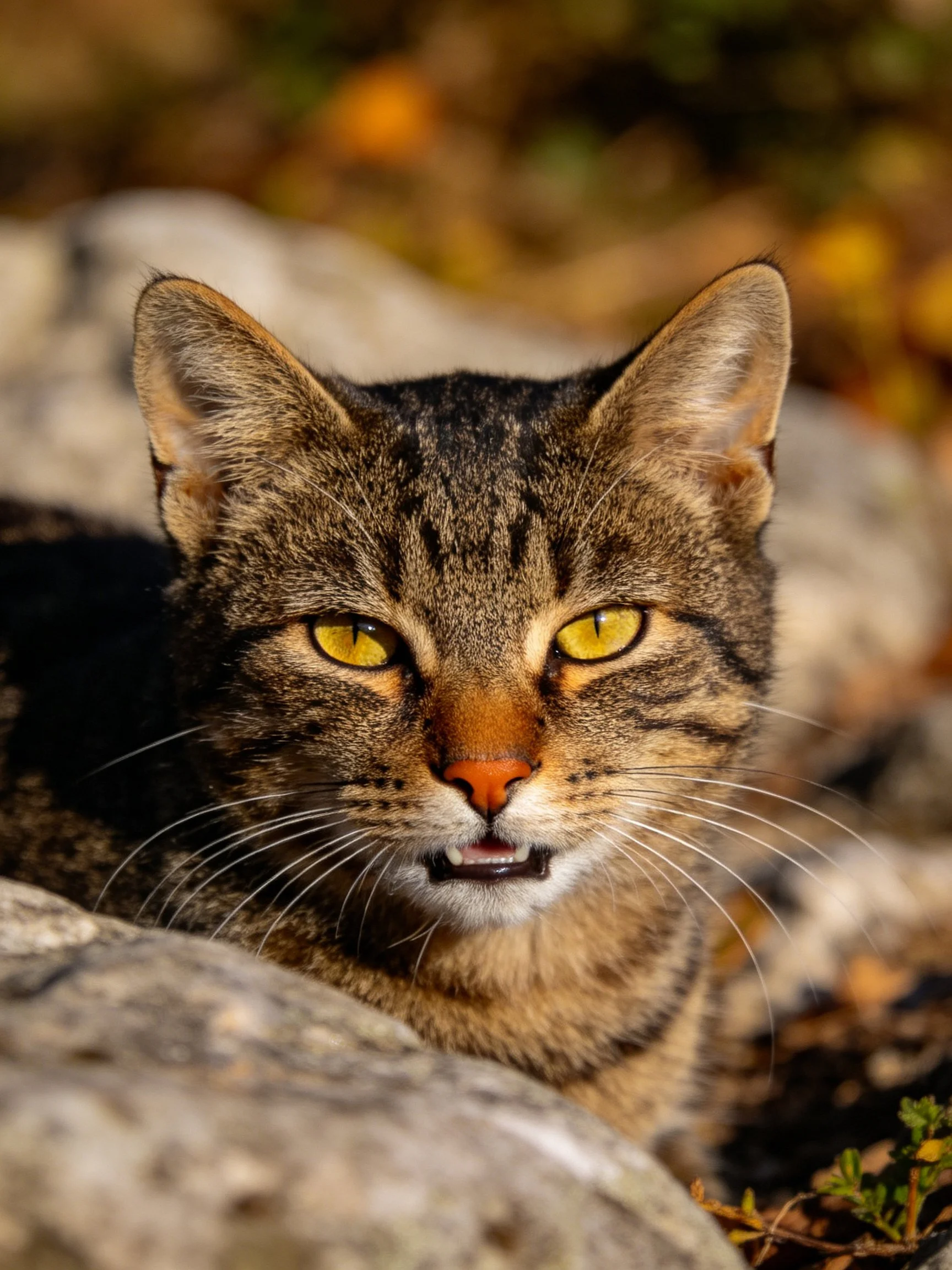Brown tabby cat with bright yellow eyes rests near rocks in natural light.