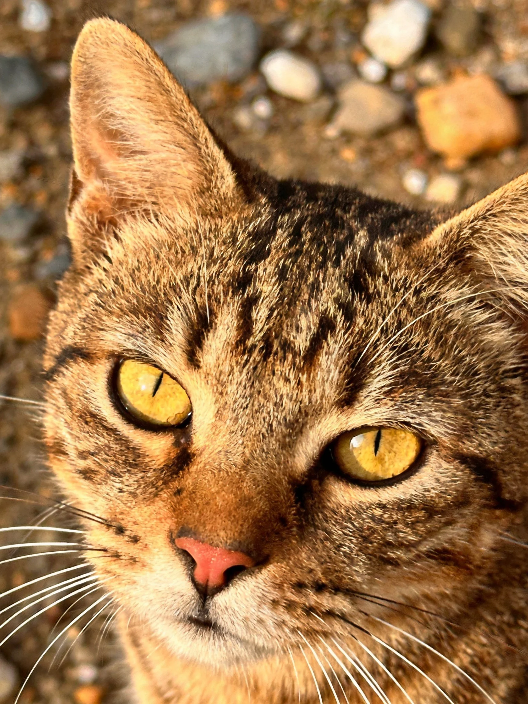 A brown tabby cat with bright yellow eyes is shown up close.