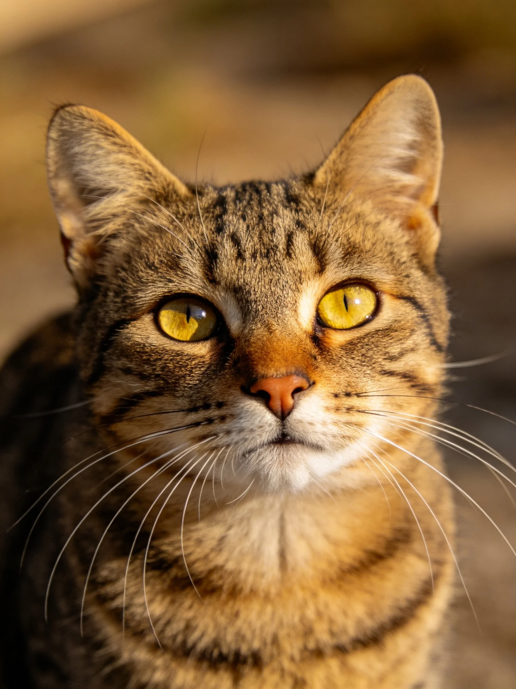 A close-up reveals a brown tabby cat featuring bright yellow eyes.