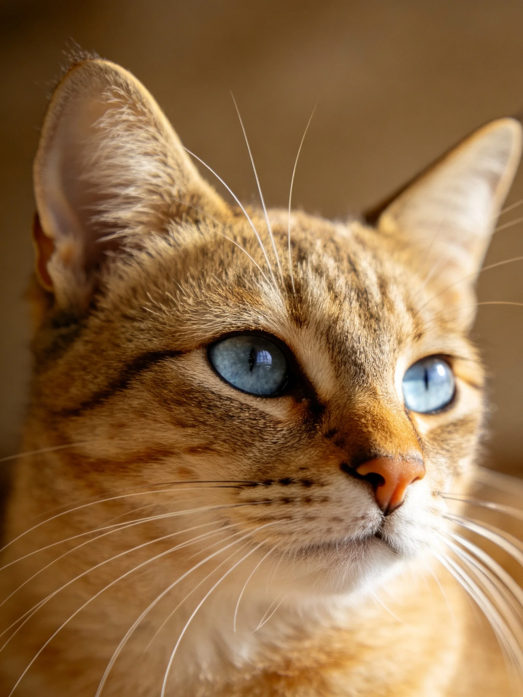 A close-up highlights a brown tabby cat with vivid blue eyes.