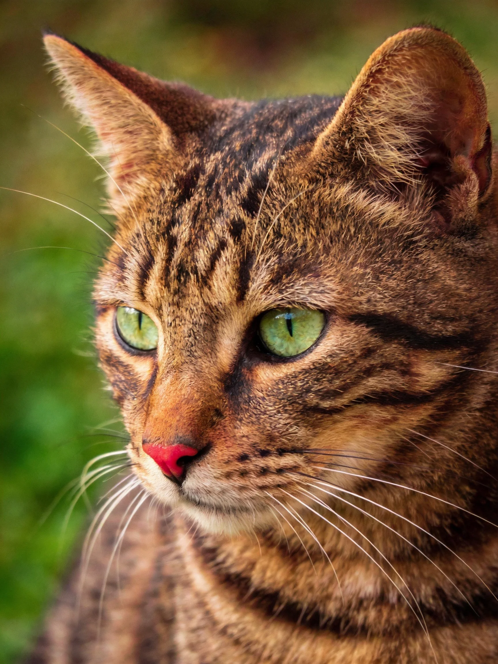 A brown tabby cat with striking green eyes is photographed closely.