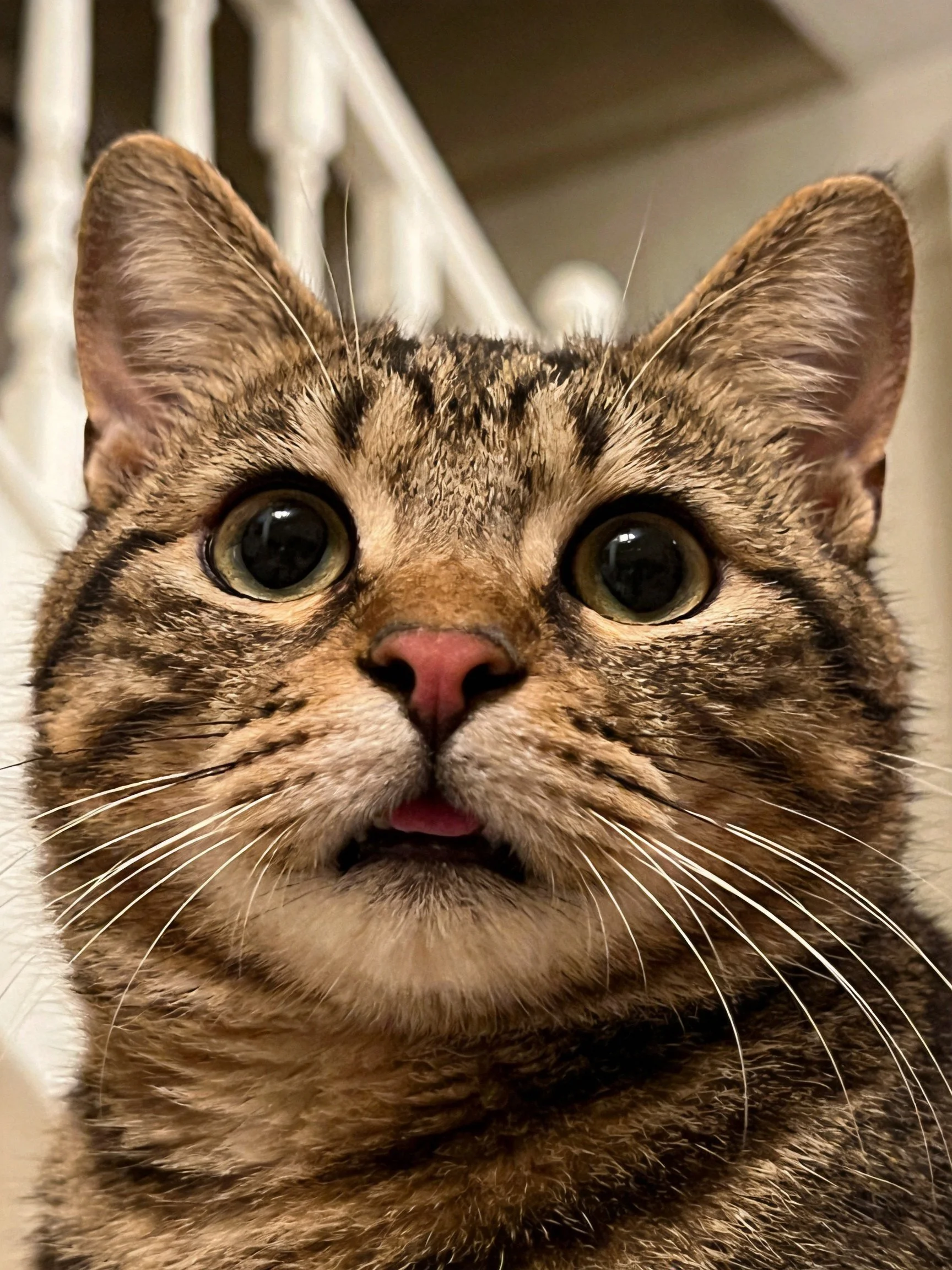 A brown tabby cat looks upward with wide eyes in an indoor setting.