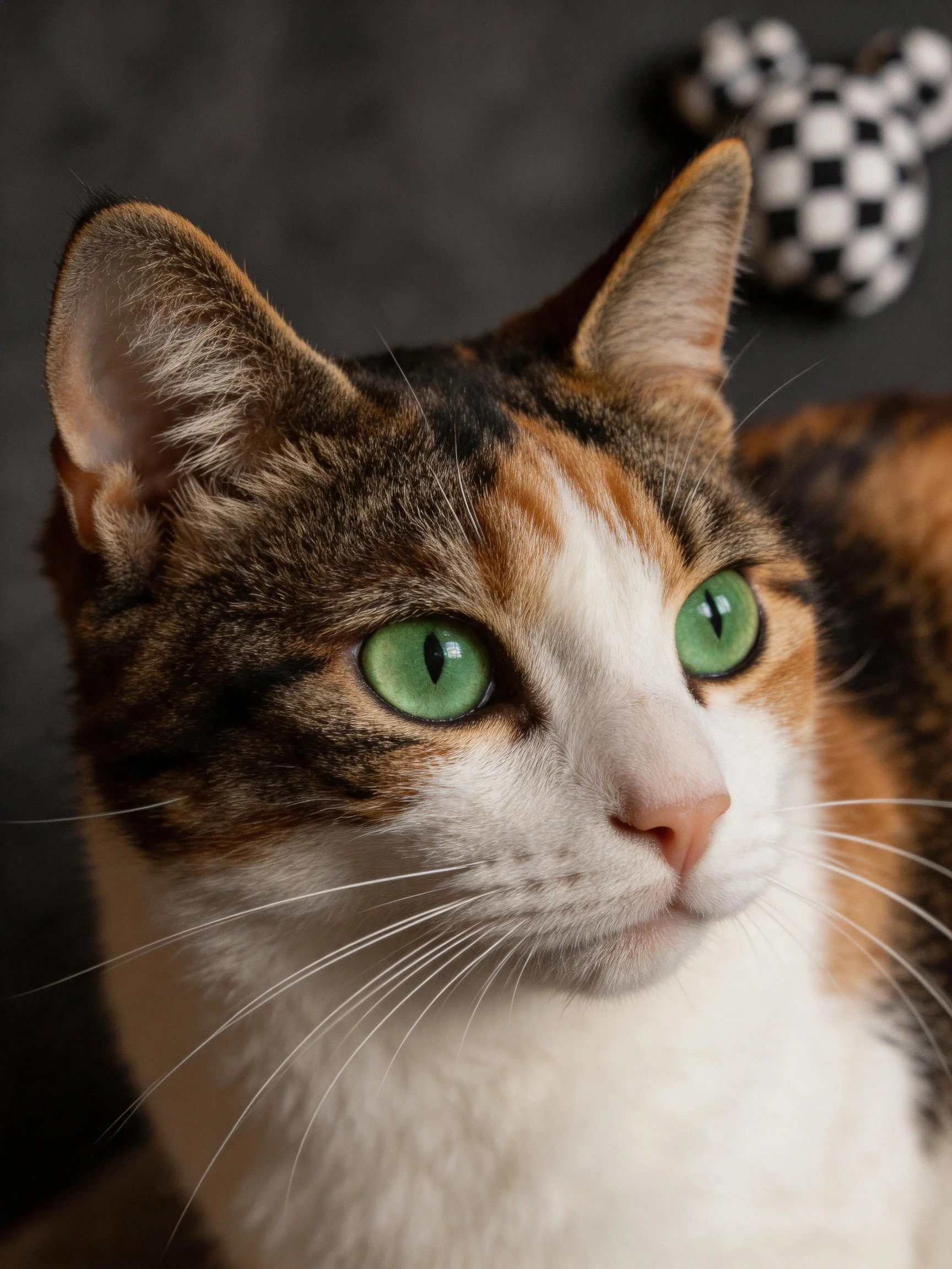 Close-up of a calico cat with bright green eyes and a checkered toy