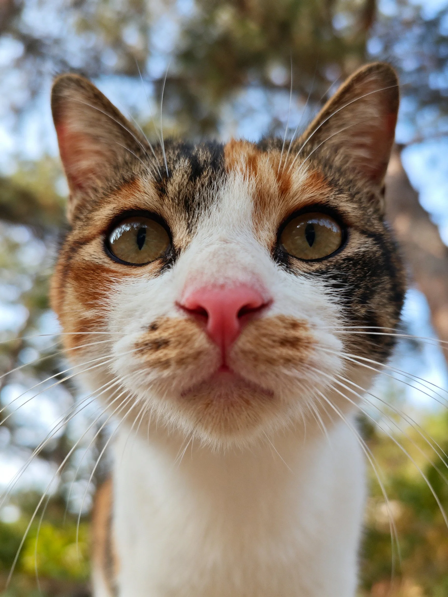 A calico cat with green eyes is photographed up close in an outdoor area.
