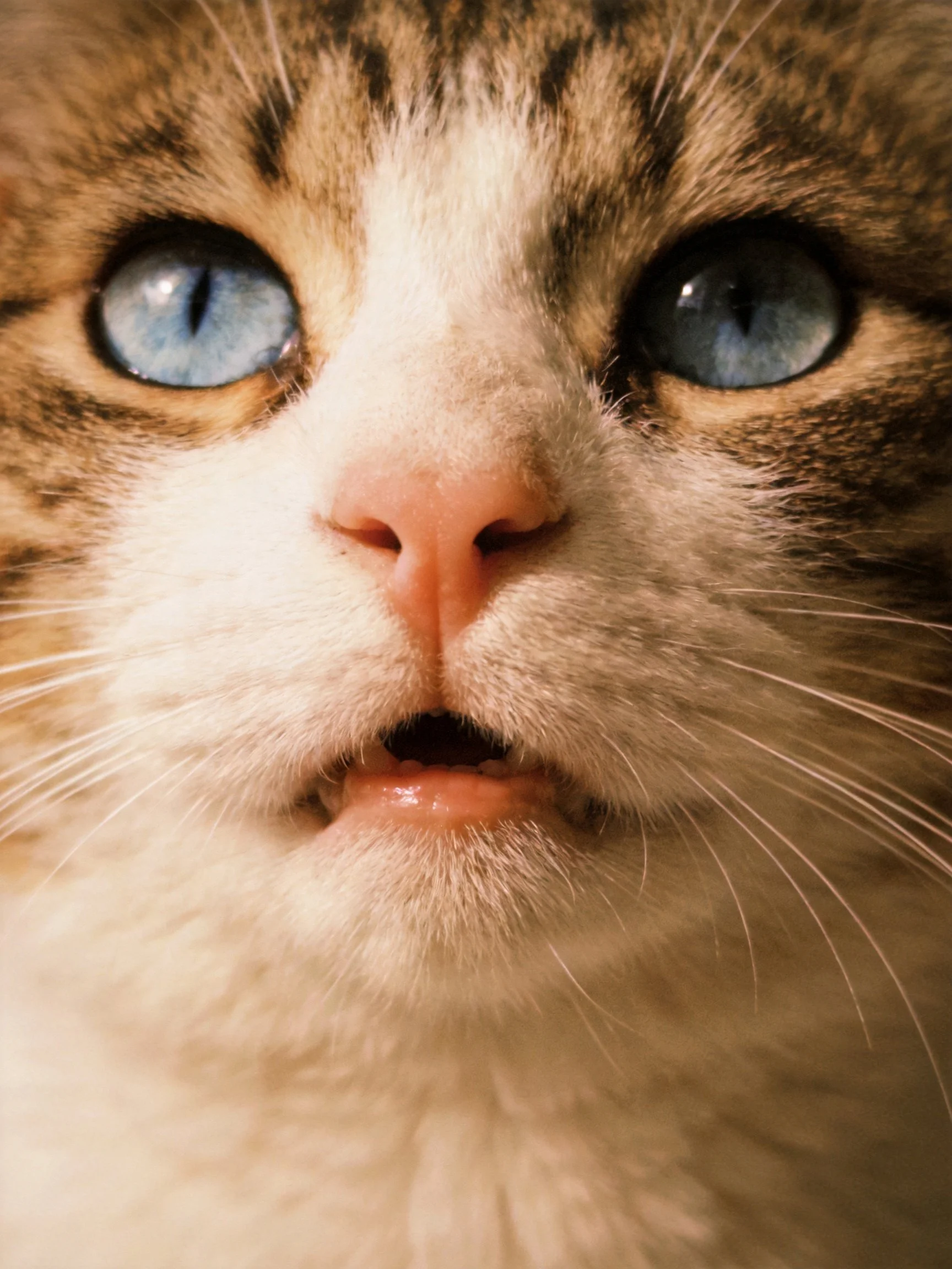 A close - up shows a cat with vivid blue eyes and distinct tabby markings.